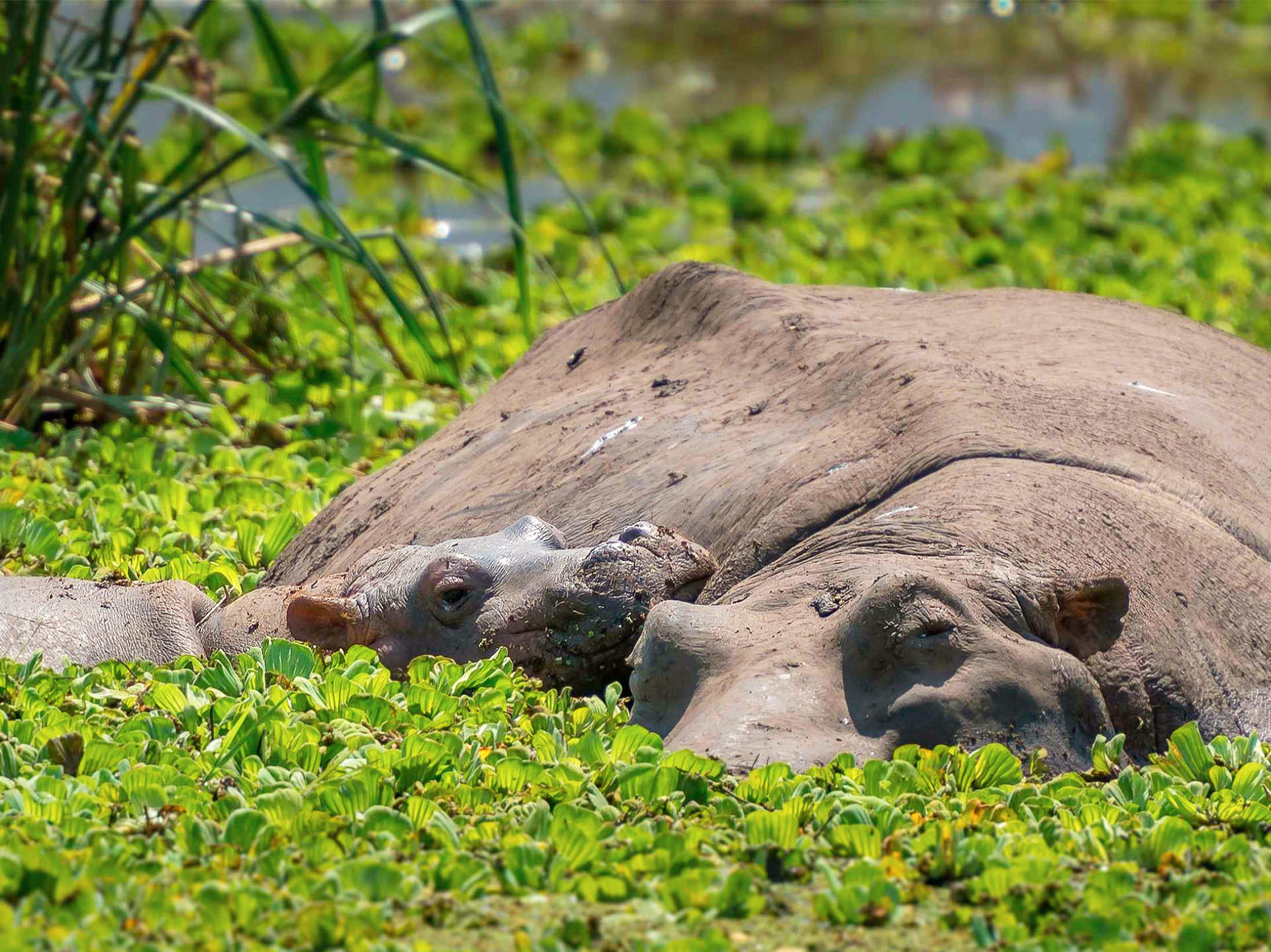 Safaris, Pays Masaï et Zanzibar : 100% Tanzanie !