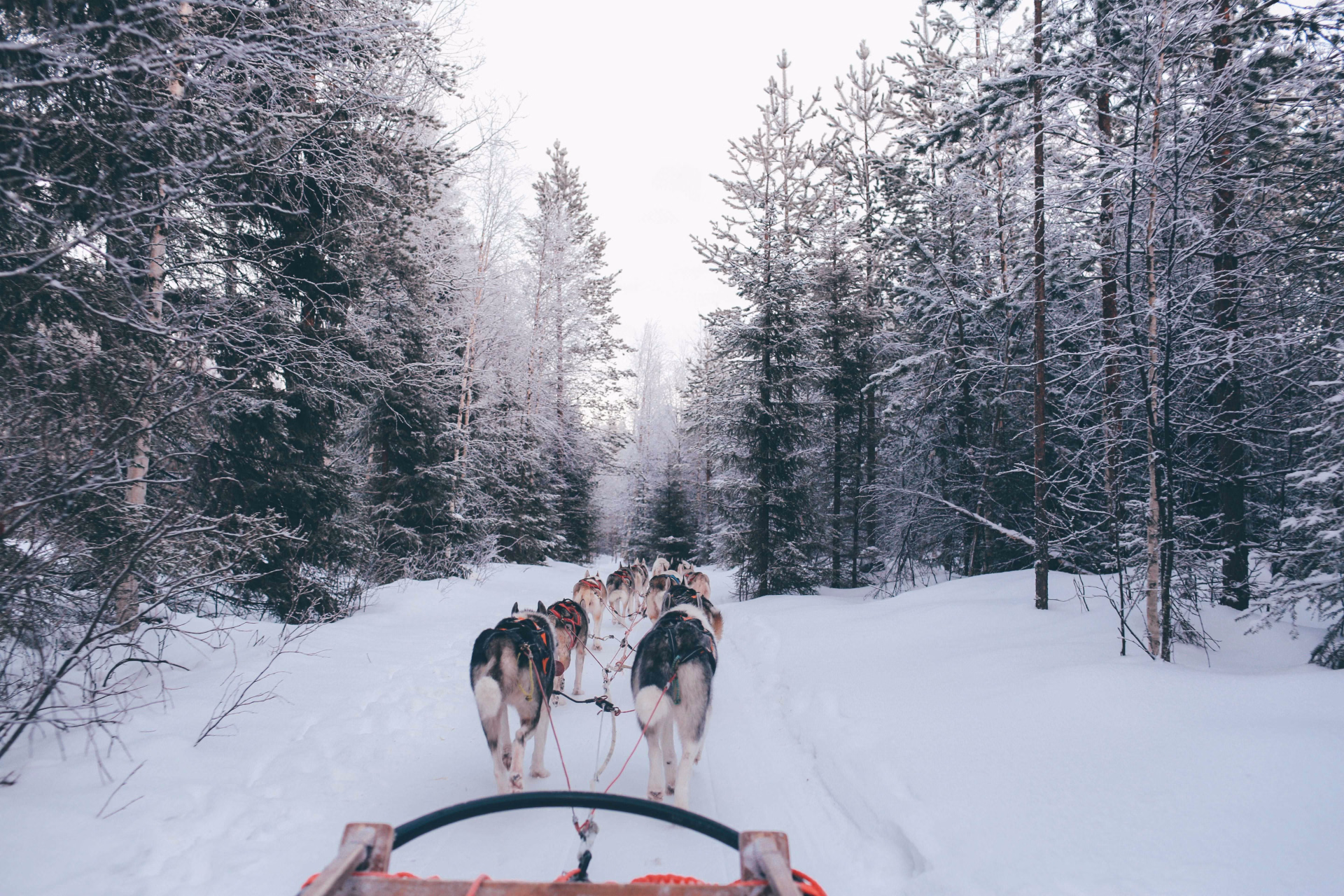 Chien de traineau en Finlande