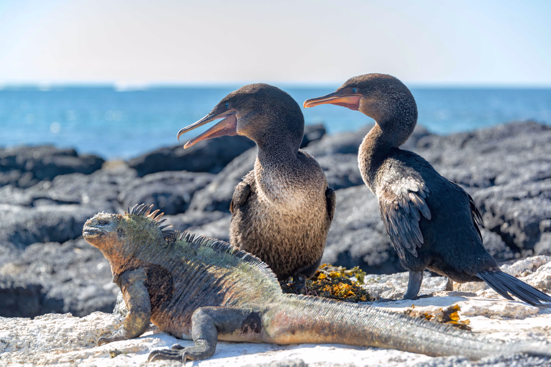 Andes, Amazonie et Galapagos : voyage au pays des 4 Mondes