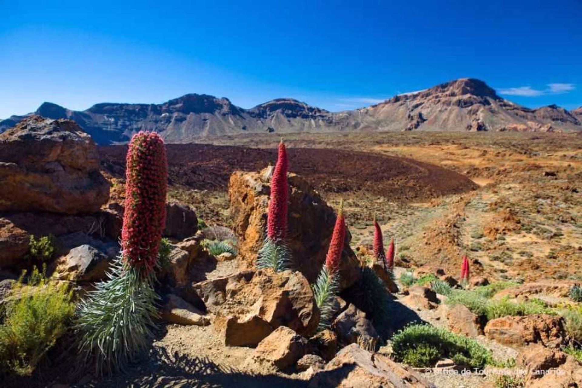 La fameuse vipérine du Teide