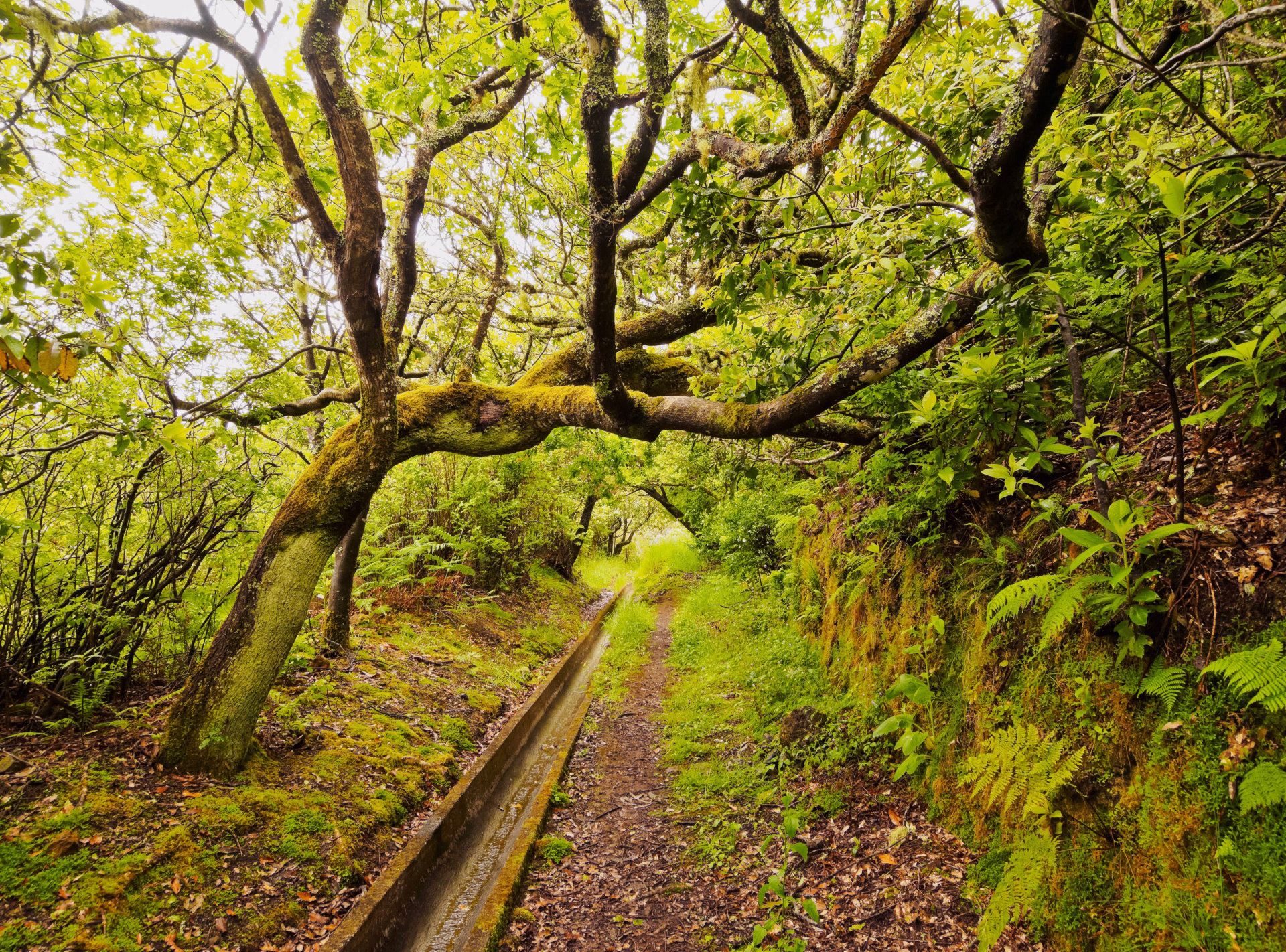 La levada de Serra do Faial, Madère