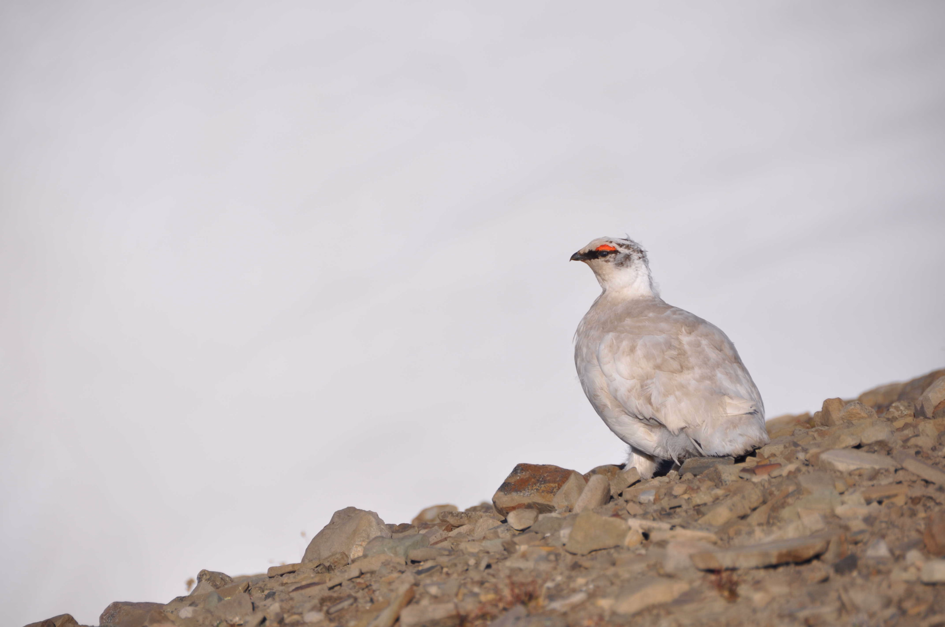 Lagopède au Svalbard