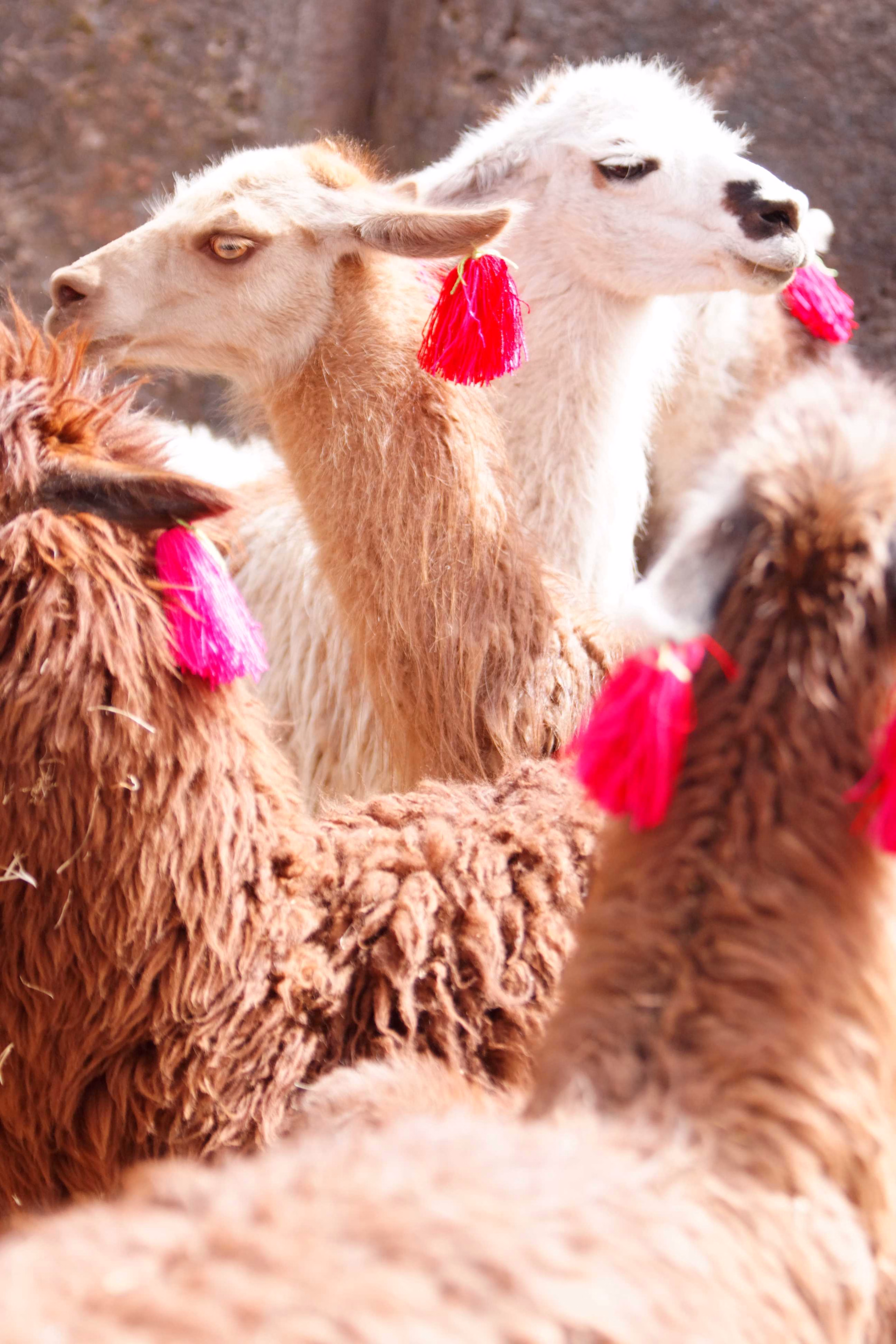 Lamas au Pérou
