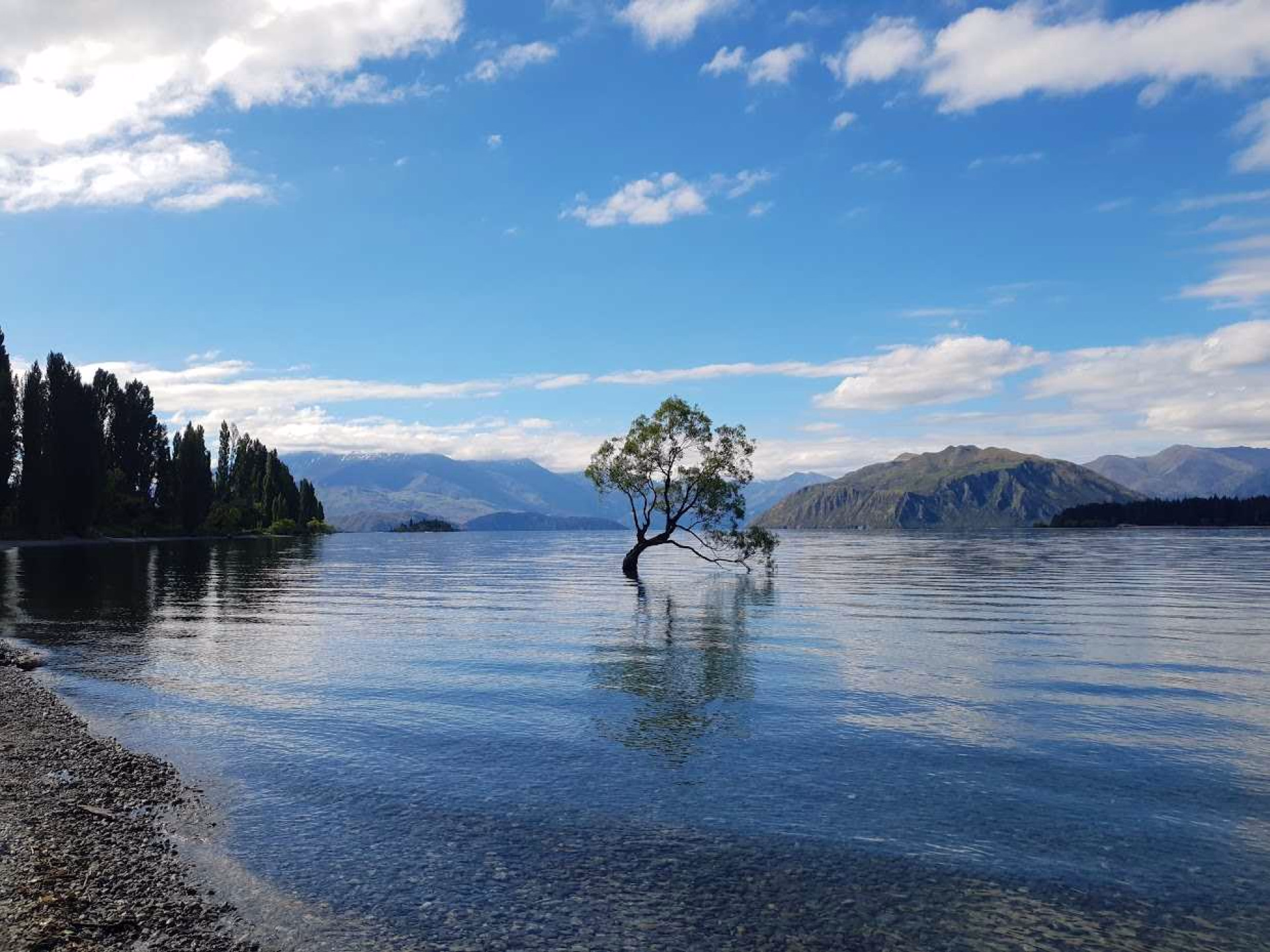 Le Wanaka tree ou Wanaka Willow