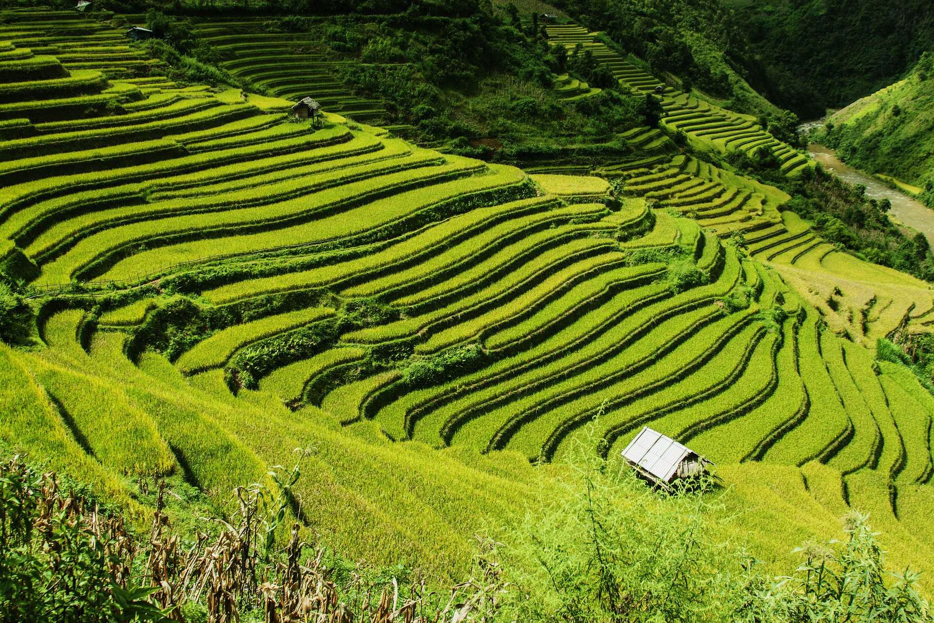 Les rizières en terrasses du nord Vietnam