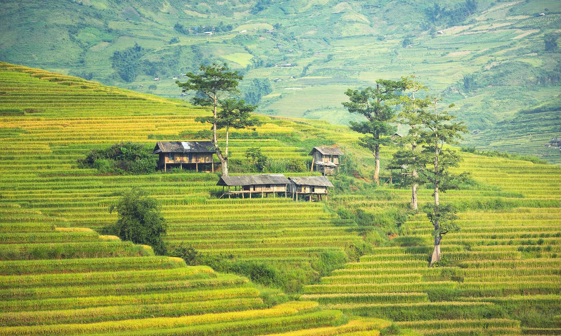 Les rizières en terrasses du nord Vietnam