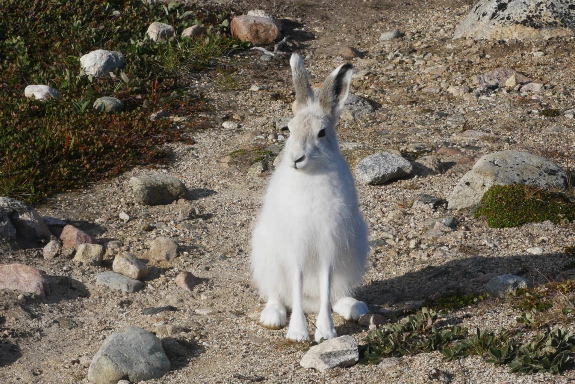 Lièvre arctique au Groenland