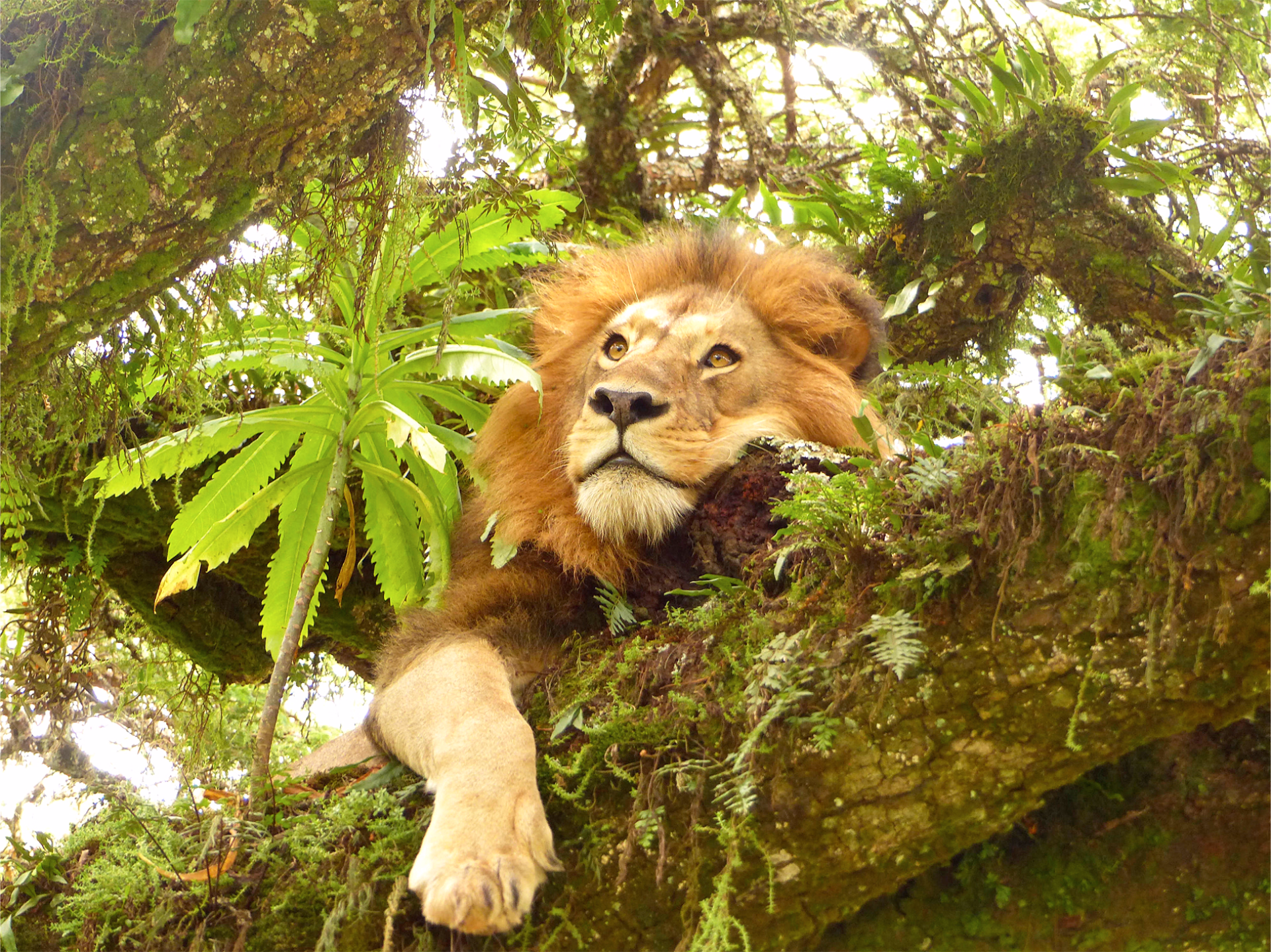 Safaris, Pays Masaï et Zanzibar : 100% Tanzanie !