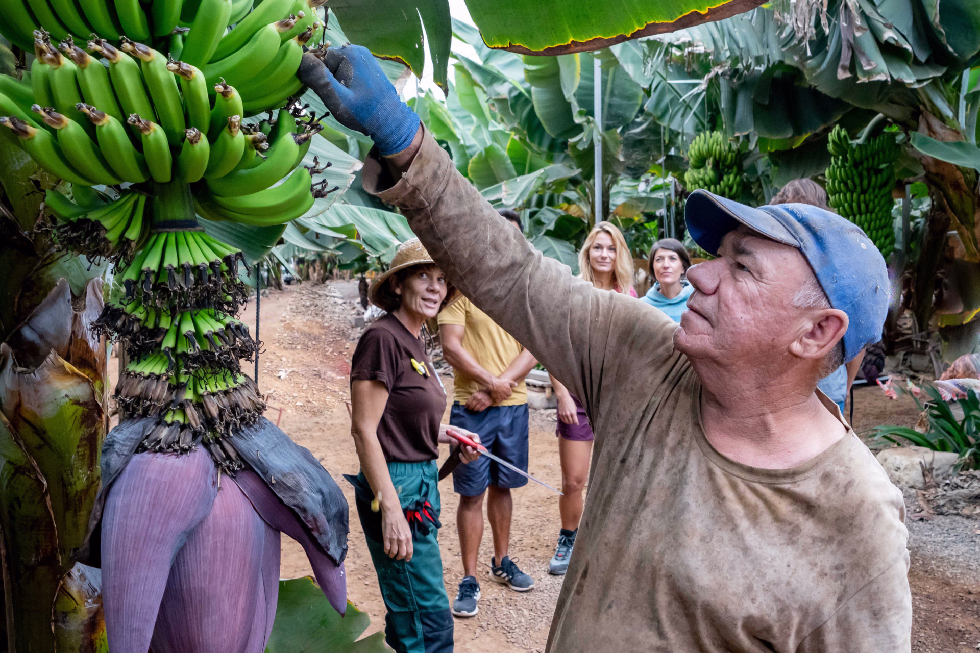 local qui cueille des bananes pour un groupe de randonneurs à la Bananeraie de Finca Margarita