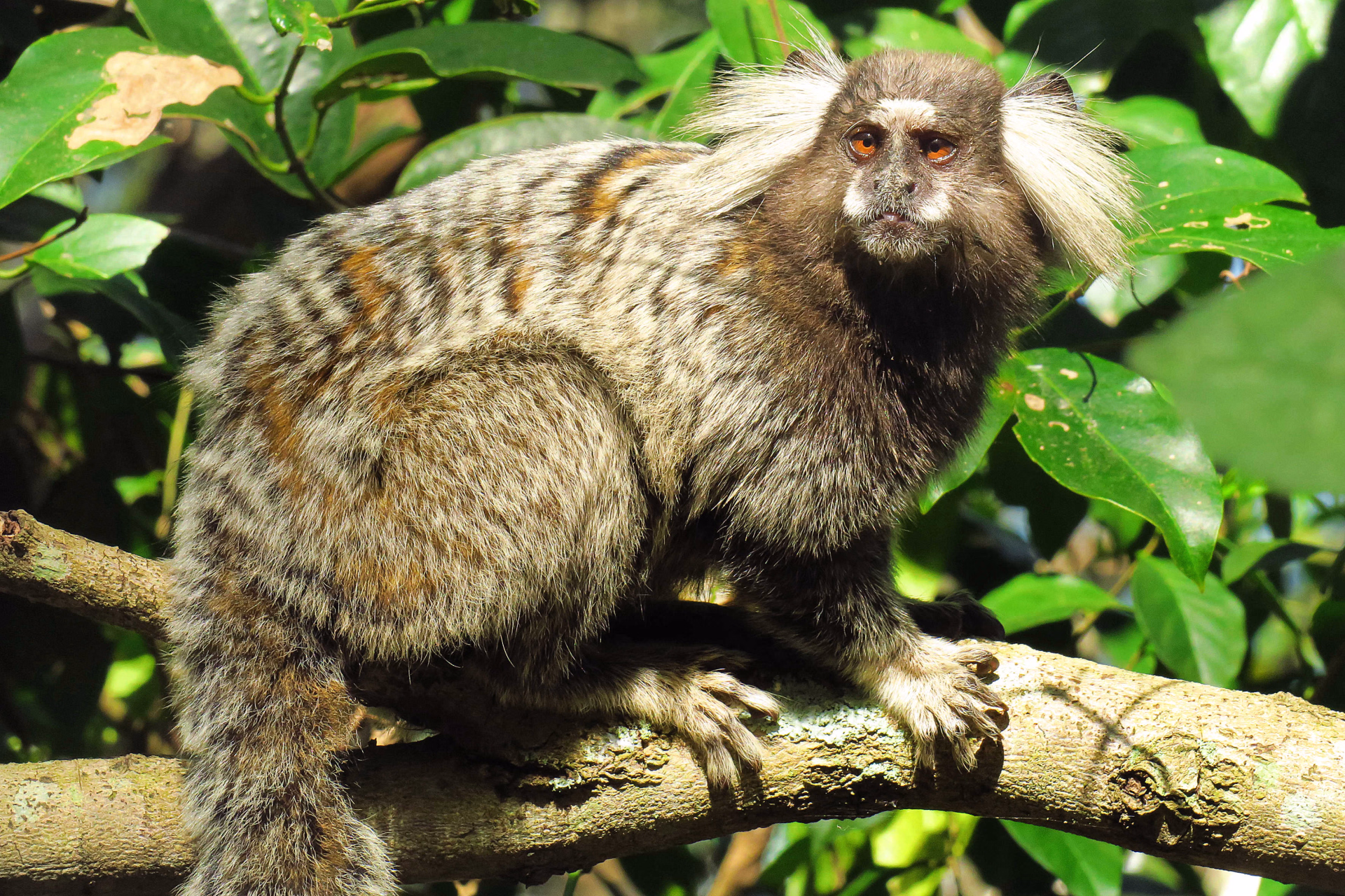 Macaco preto