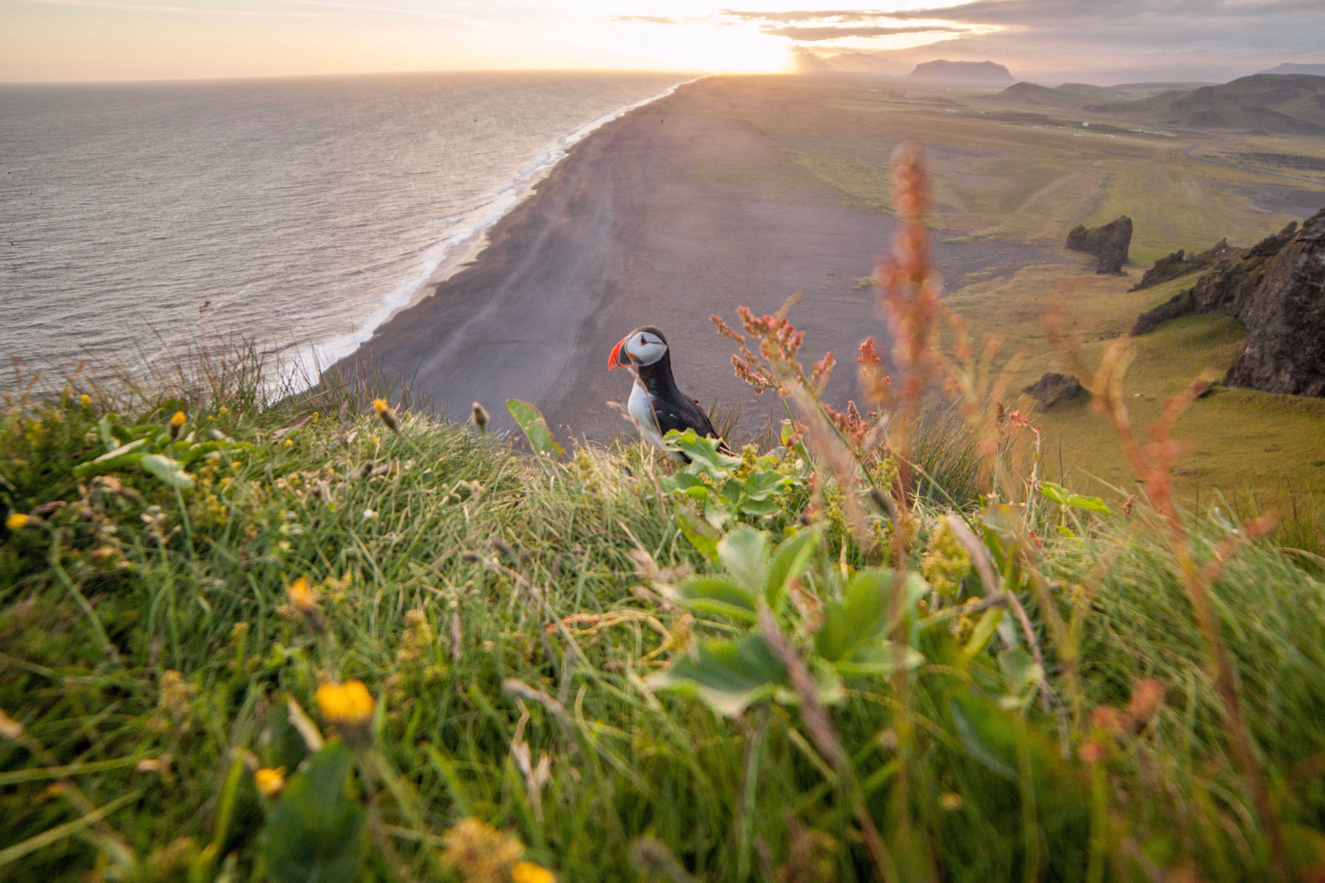 Macareux en Islande