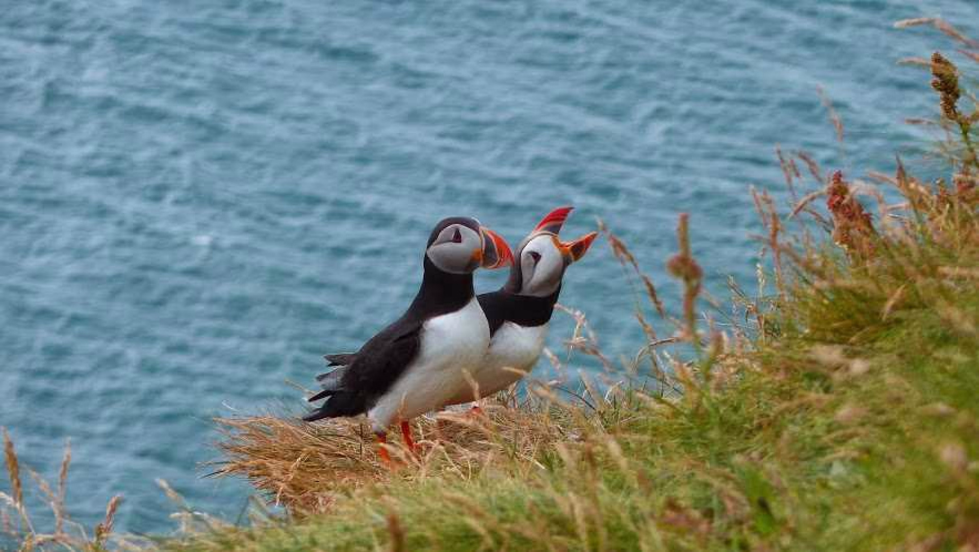 Macareux moine, voyage en Islande