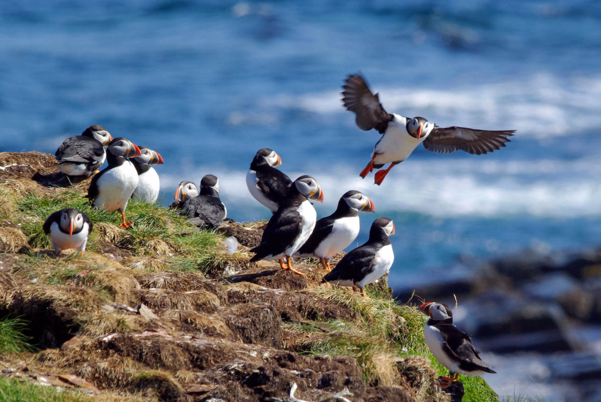 Macareux, oiseaux clown en Islande