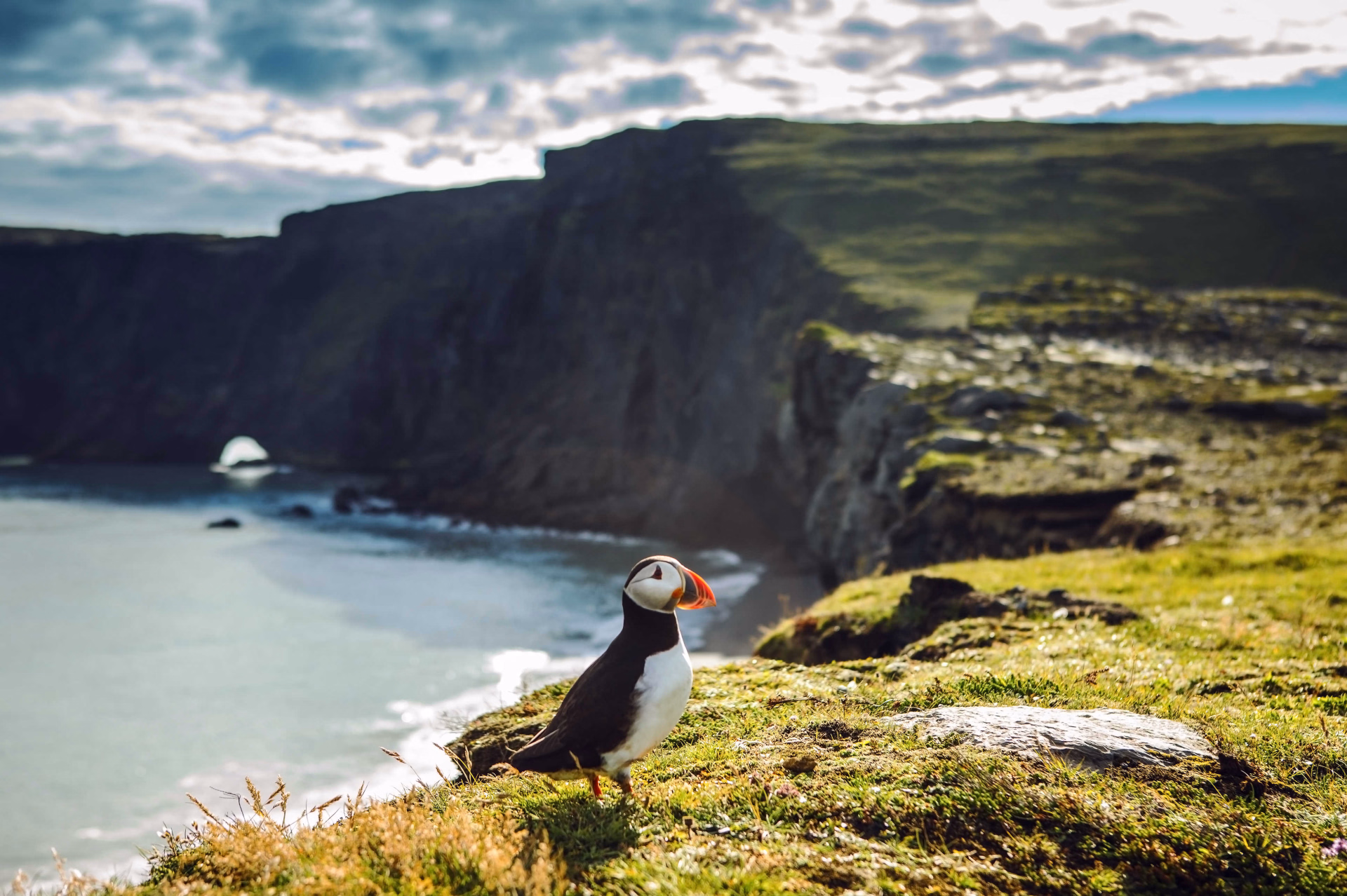 Macareux sur les côtes islandaises