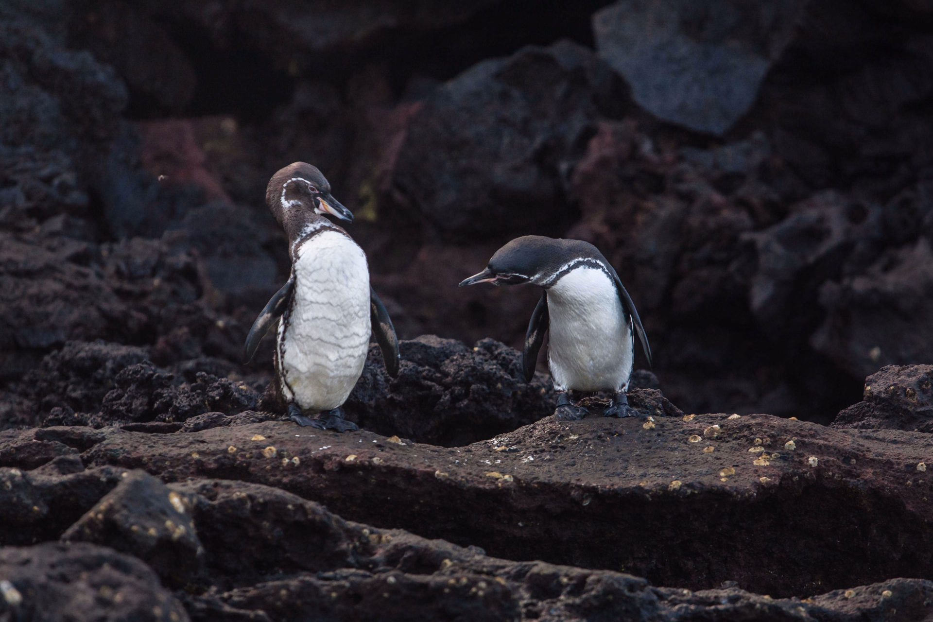 Andes, Amazonie et Galapagos : voyage au pays des 4 Mondes