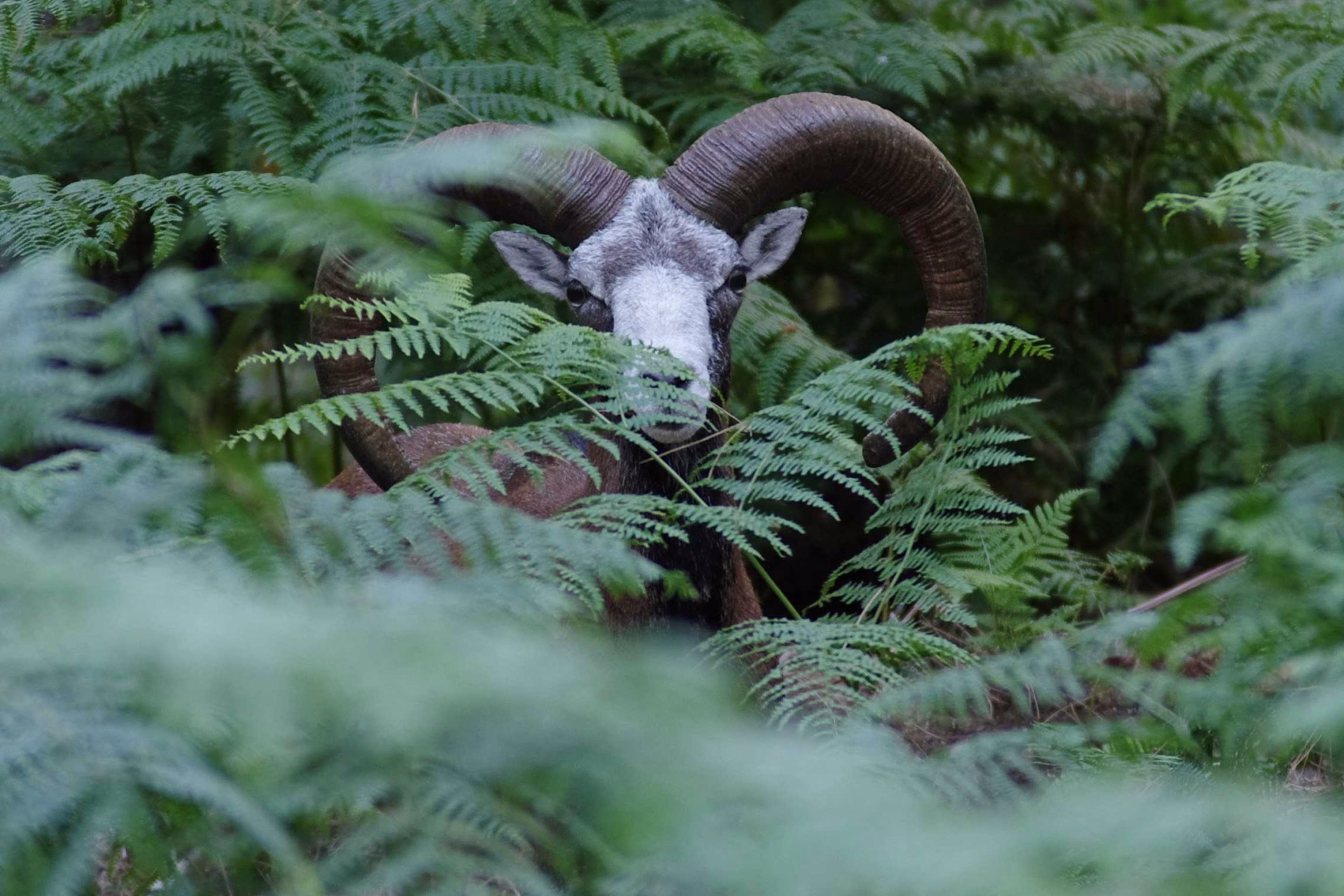 GR20 - mouflon