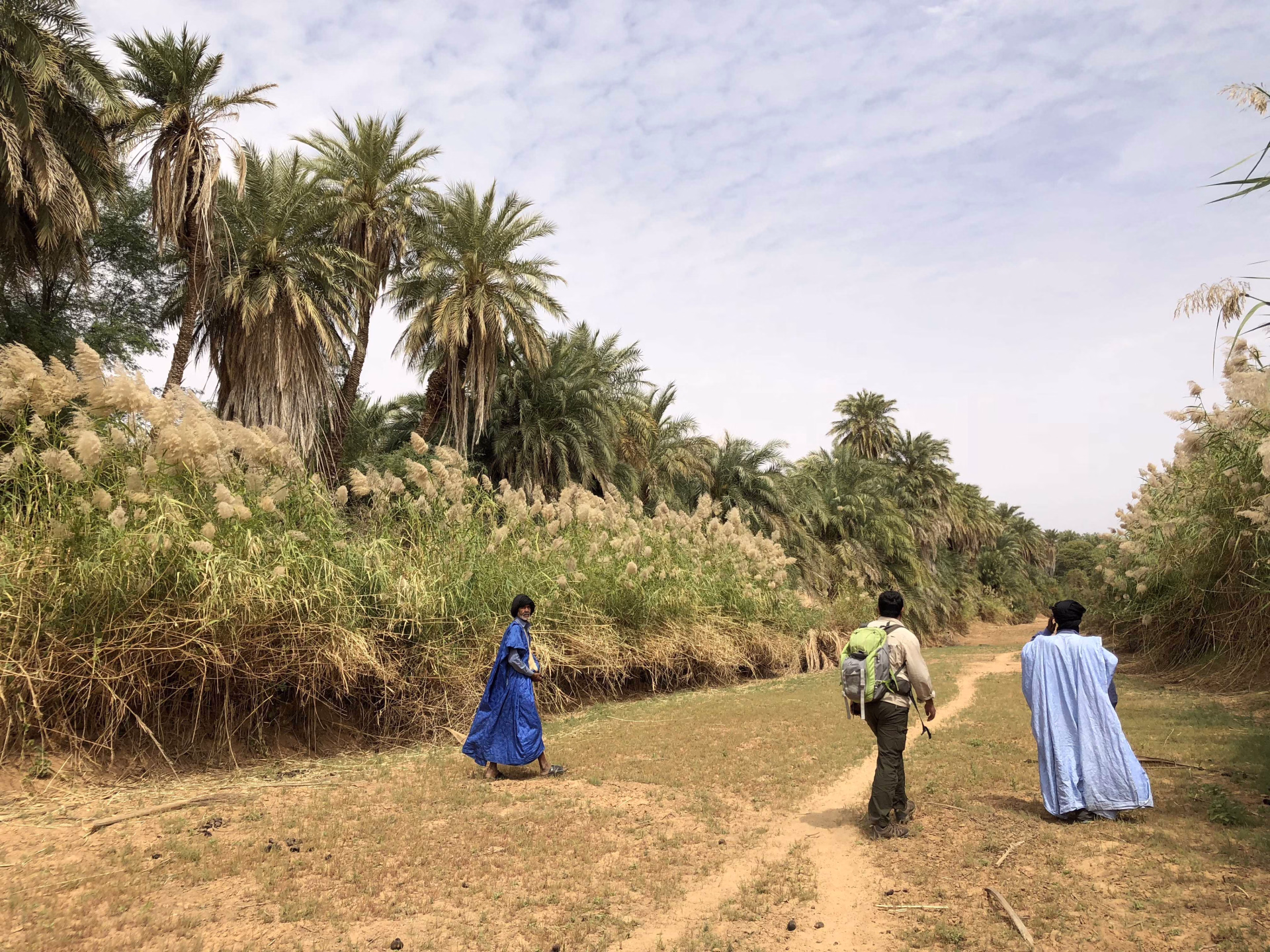 Oasis Azouaiga, Mauritanie