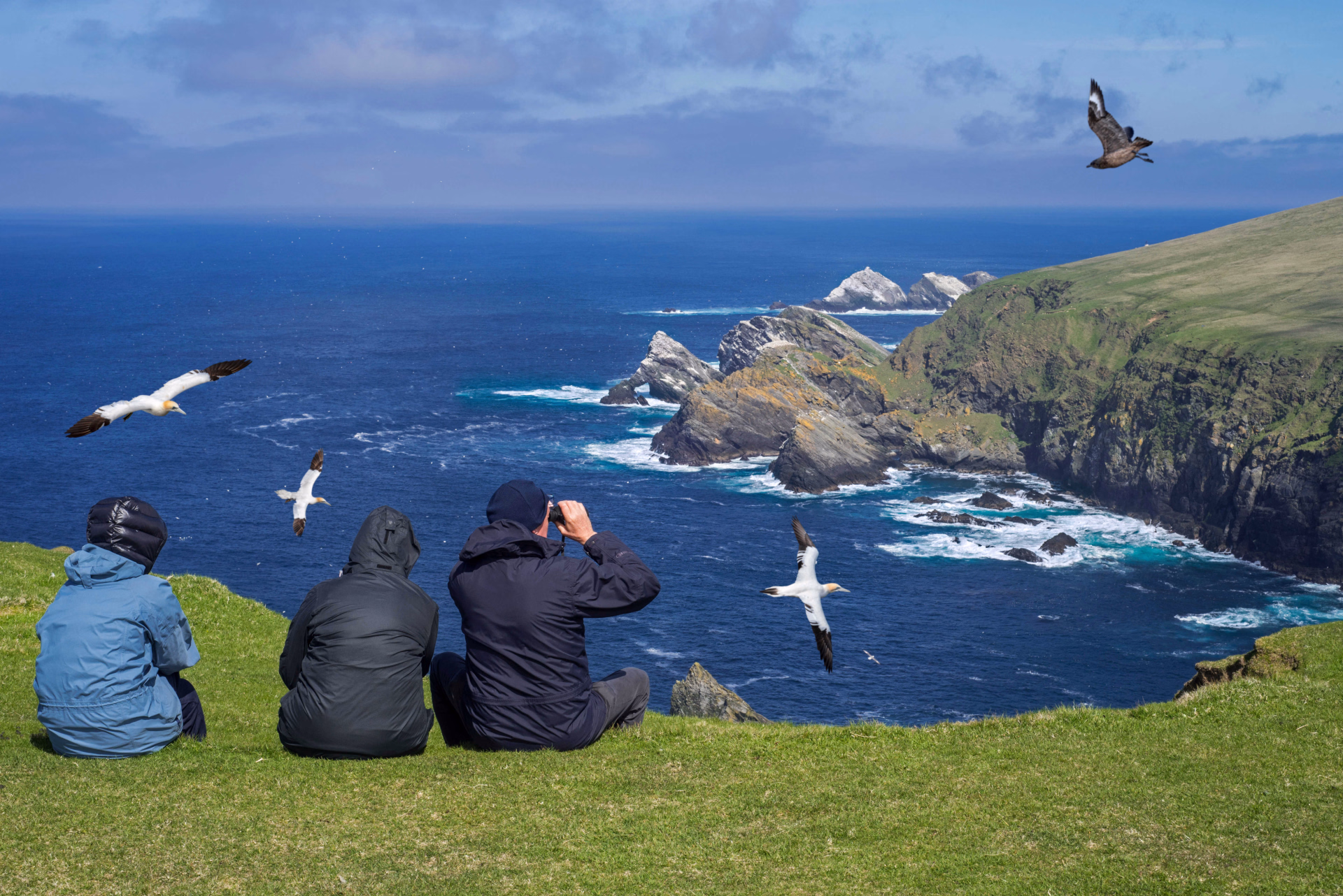 Observation des oiseaux dans la réserve d'Hermaness en Ecosse