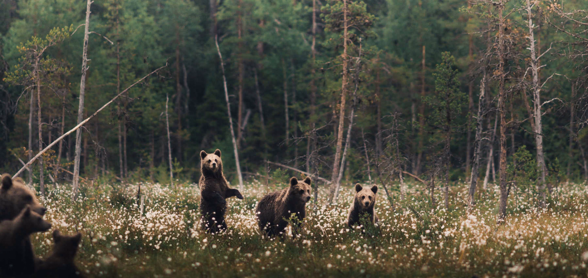 Observation ours bruns Finlande