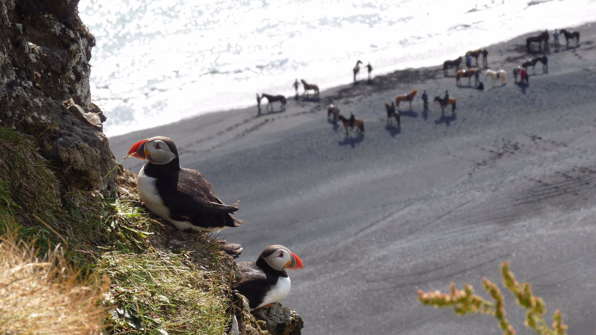 Observer des macareux moine en Islande