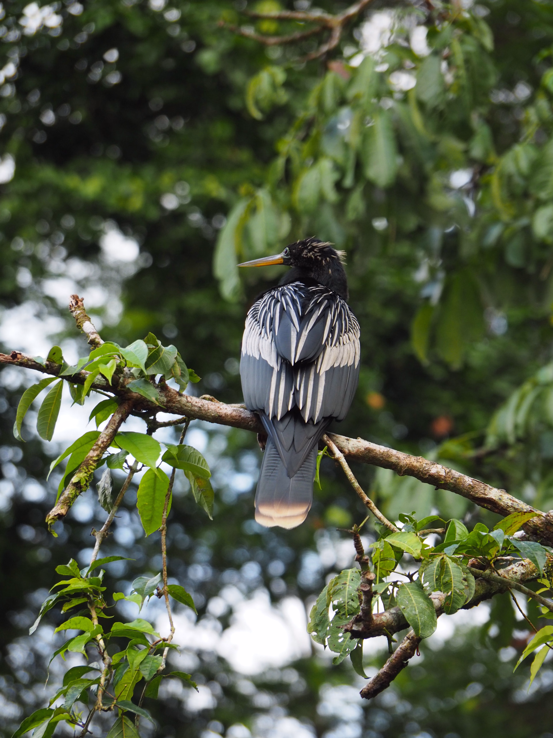 Costa Rica, sanctuaires sauvages et immersion locale
