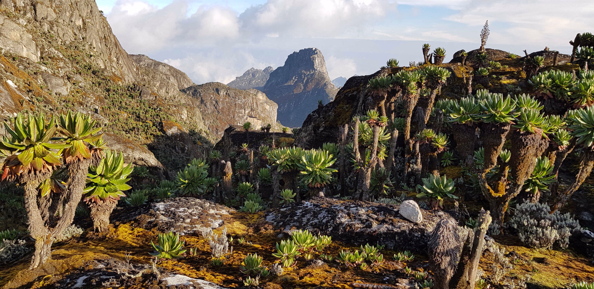 Ascension du Ruwenzori : conquête des montagnes de la lune