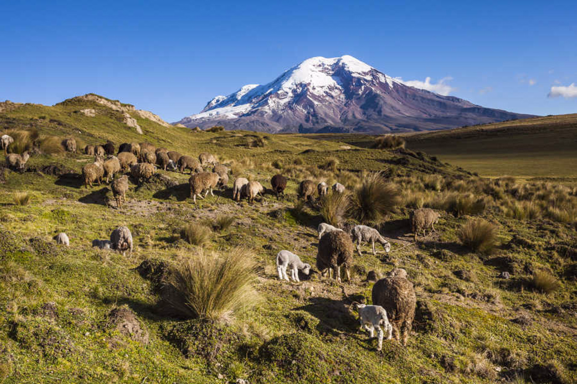 Pâturages dans la région du Chimborazoc en Equateur