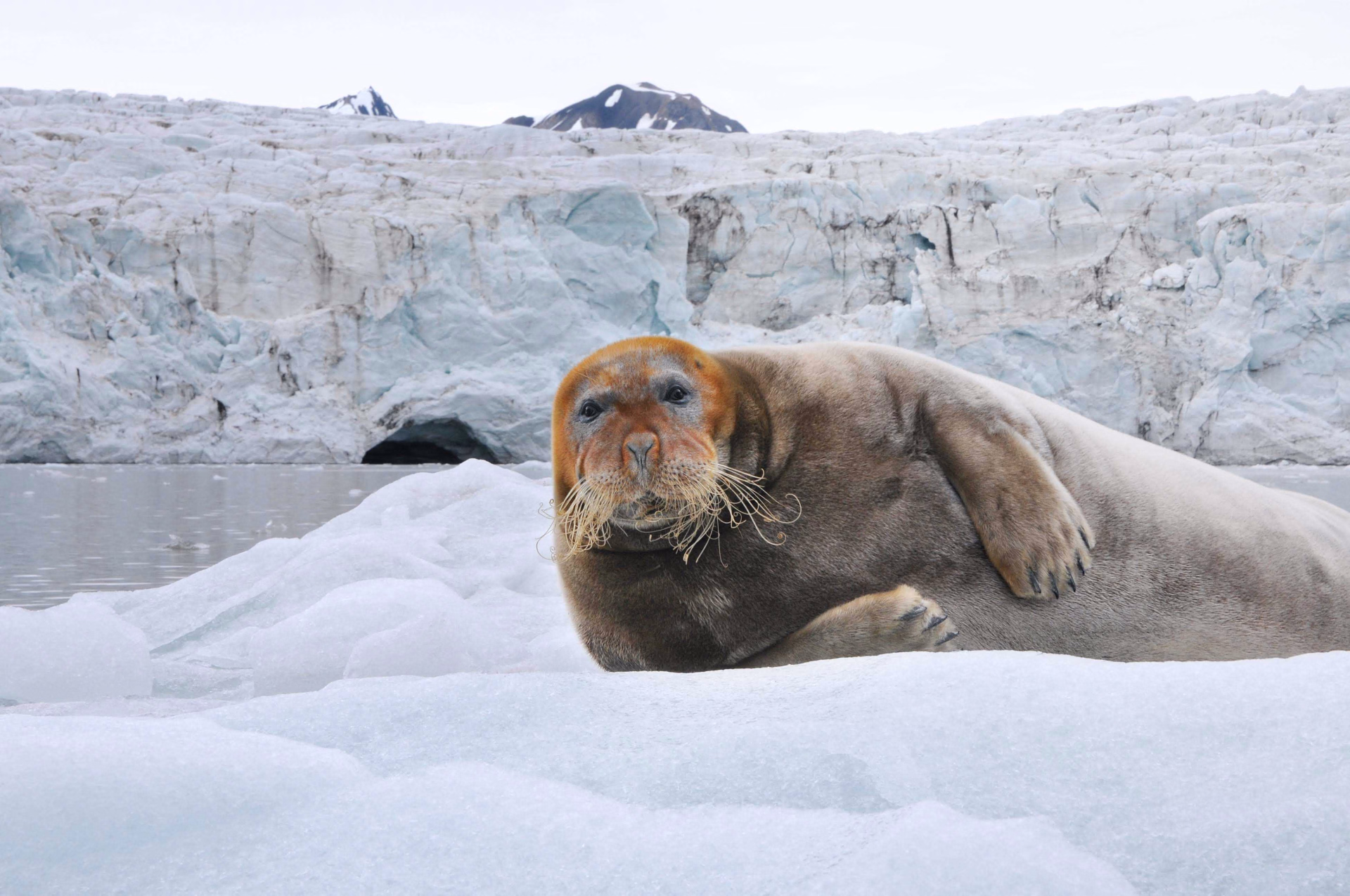 Phoque barbu au Svalbard