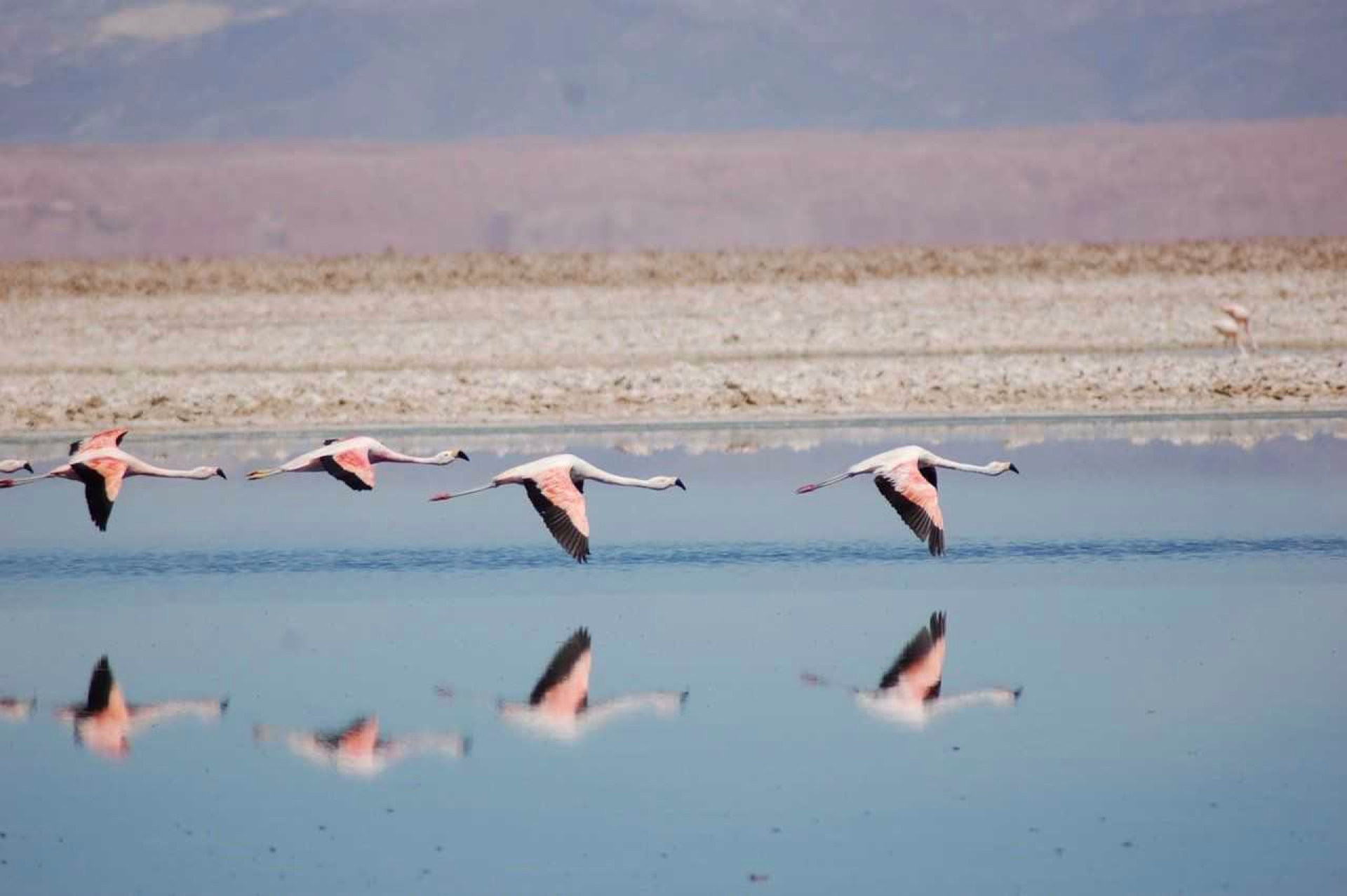 Flamants roses Laguna Chaxa Salar Atacama Chili