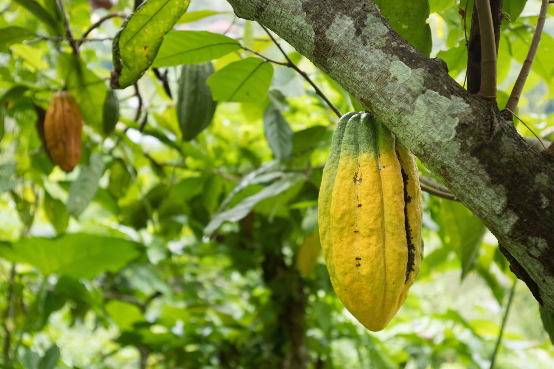Plantation de Cacao à Munduk