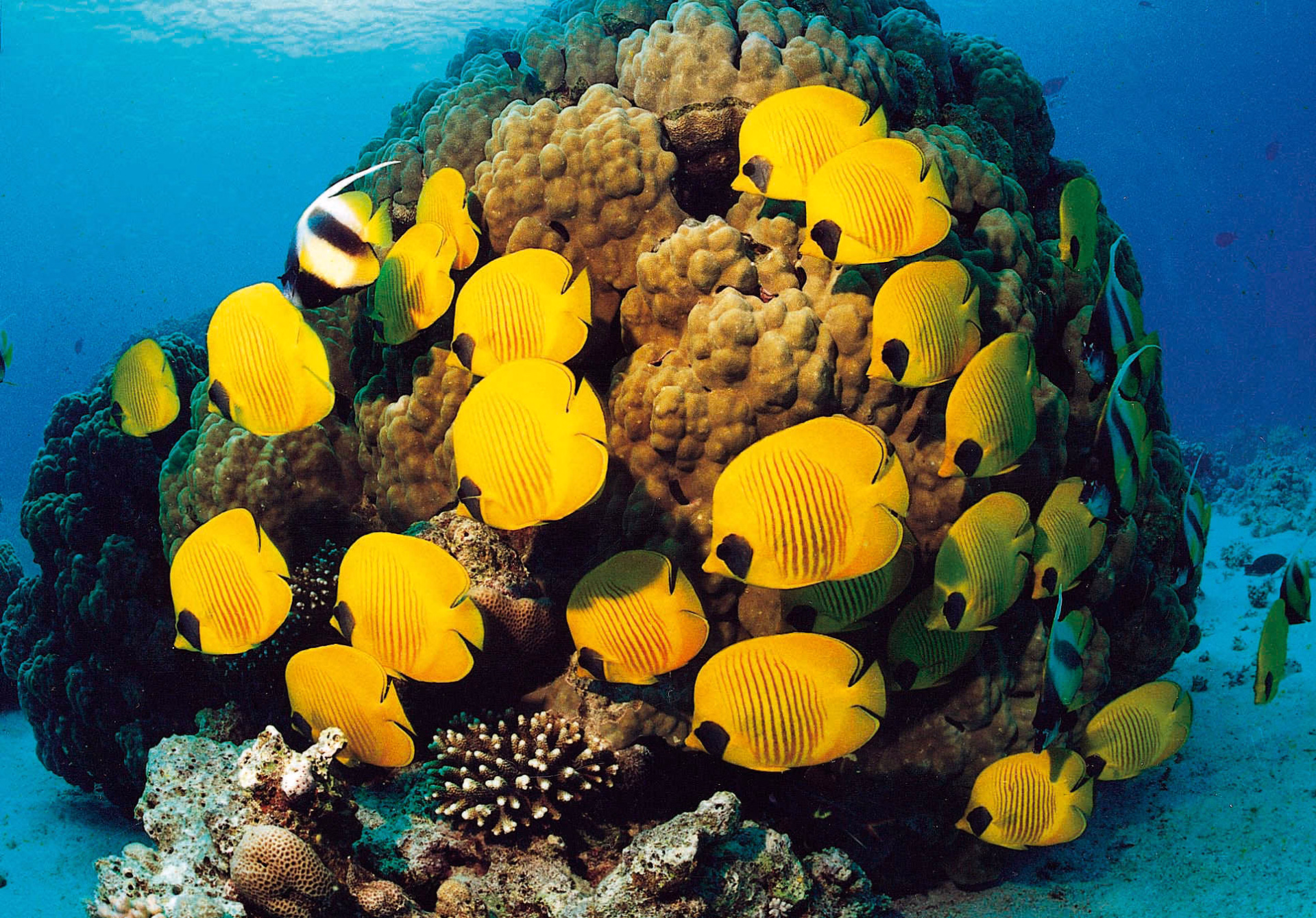 Panoramas pharaoniques