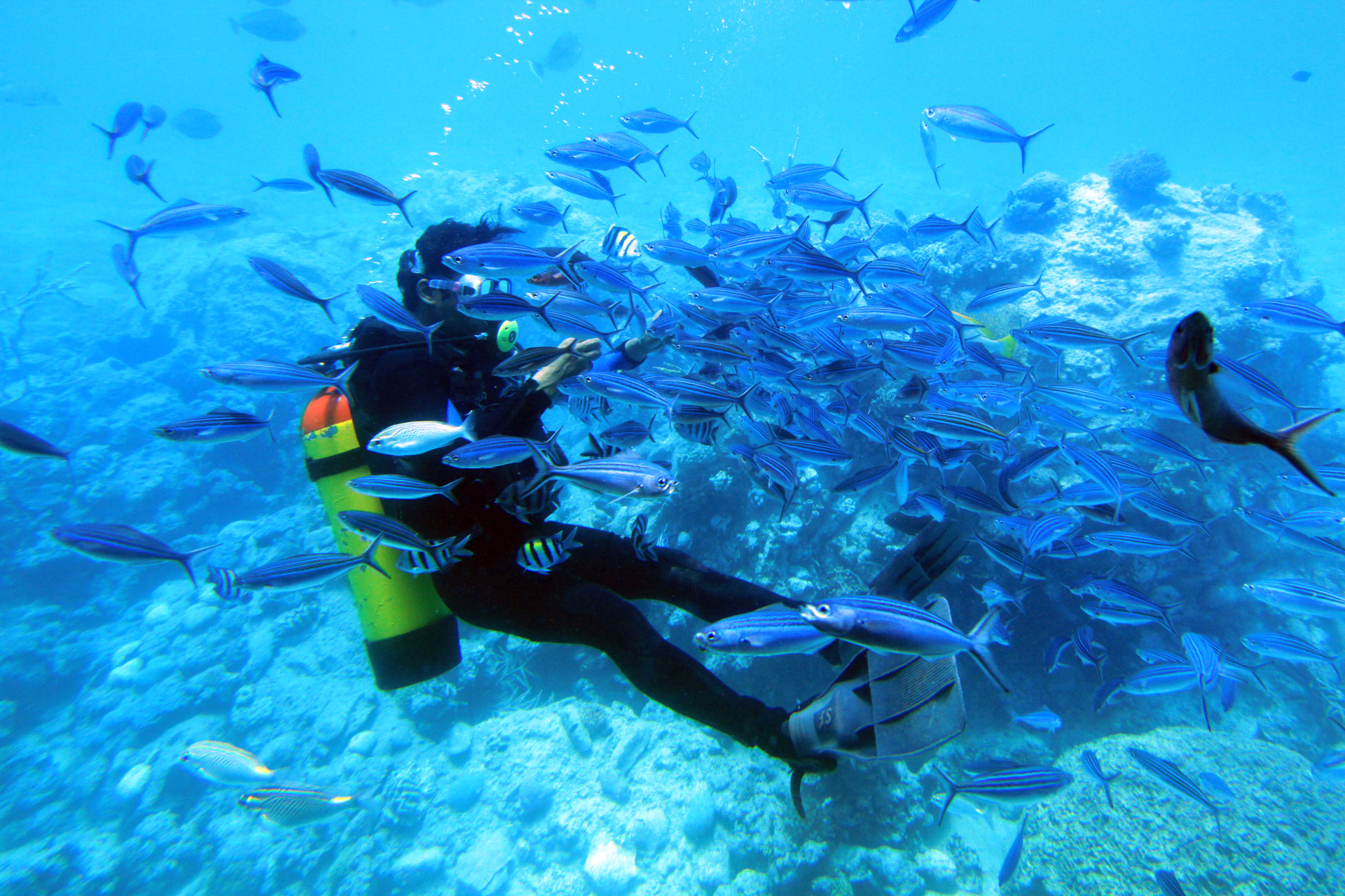 Plongeur dans un nuage de poissons en Mer Rouge