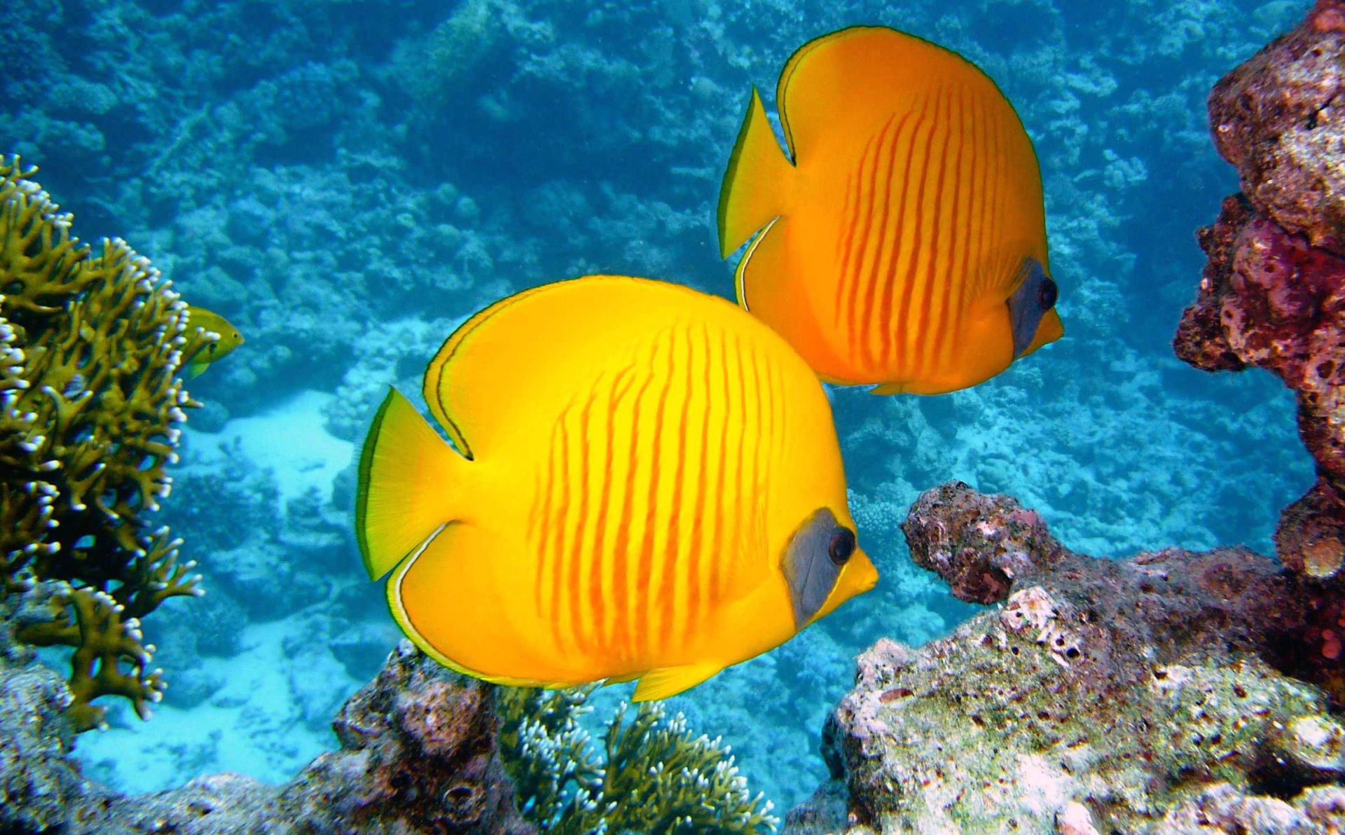 poisson mer rouge aqaba