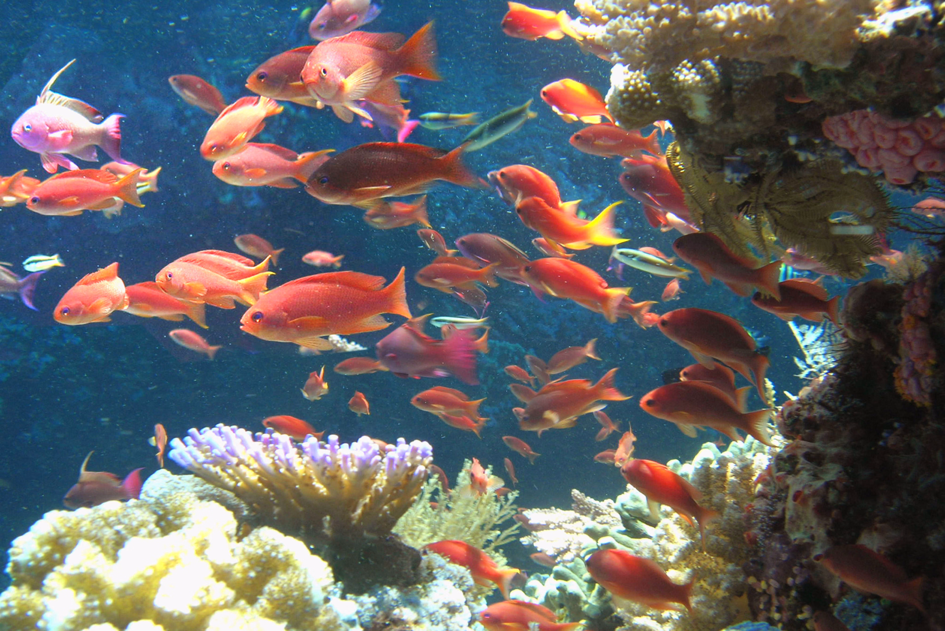 Poissons à Amed en Indonésie