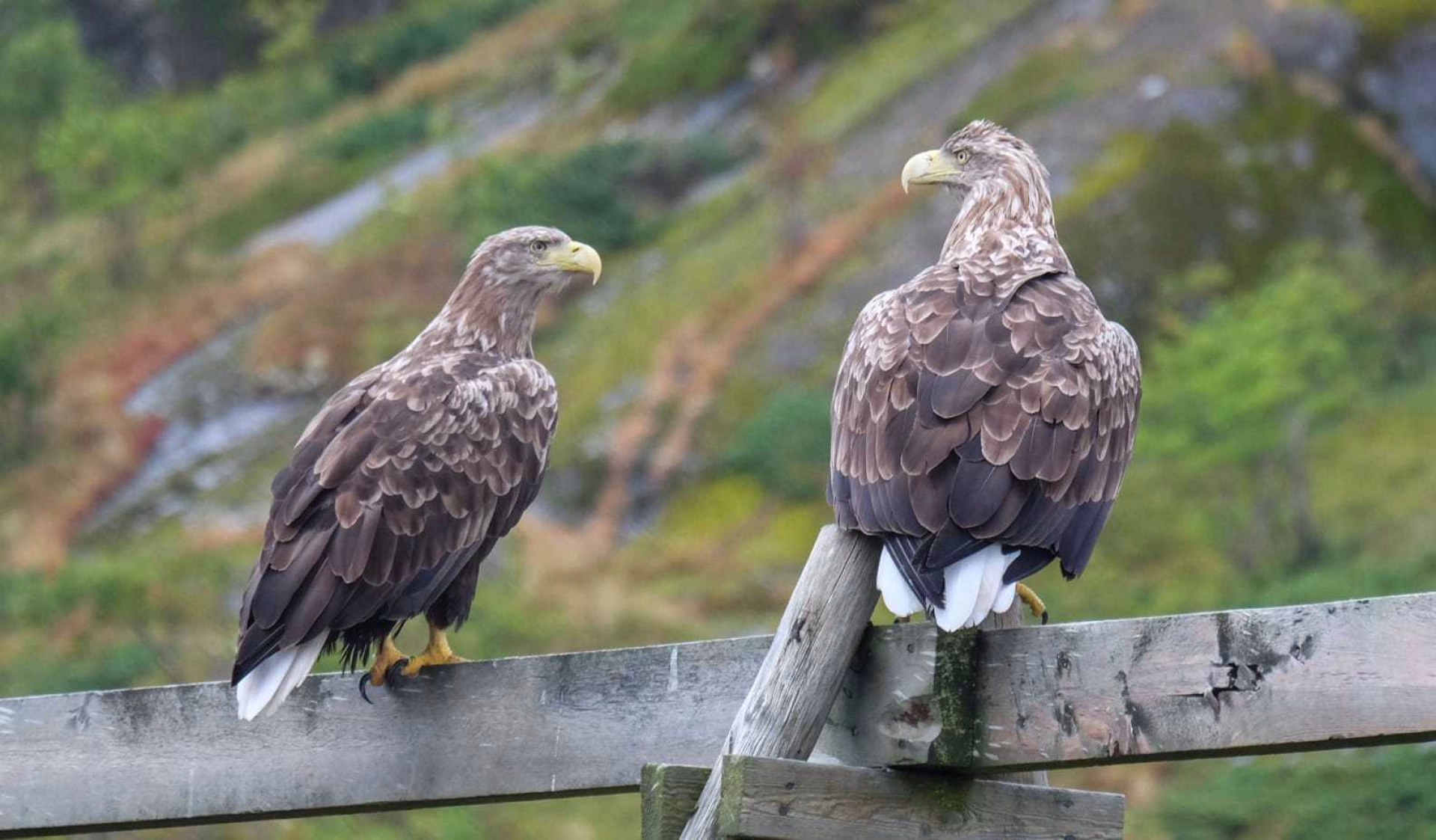 Pygargues à queue blanche en Norvège