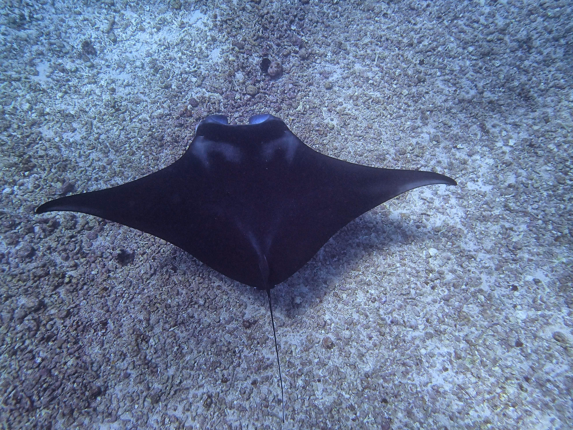 Raie manta au Parc National de Komodo