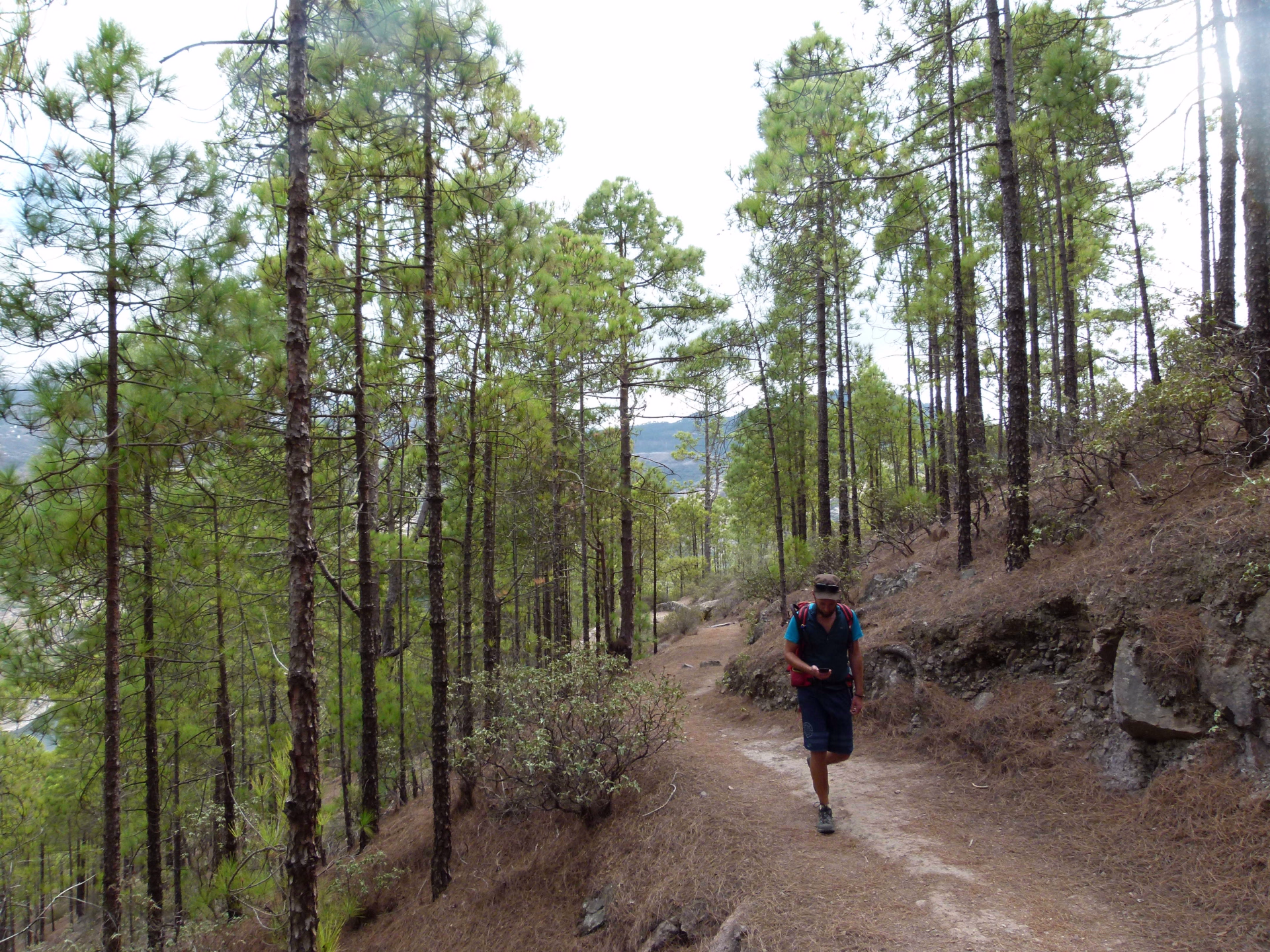 Rando dans la pinède de Tamadaba à Gran Canaria