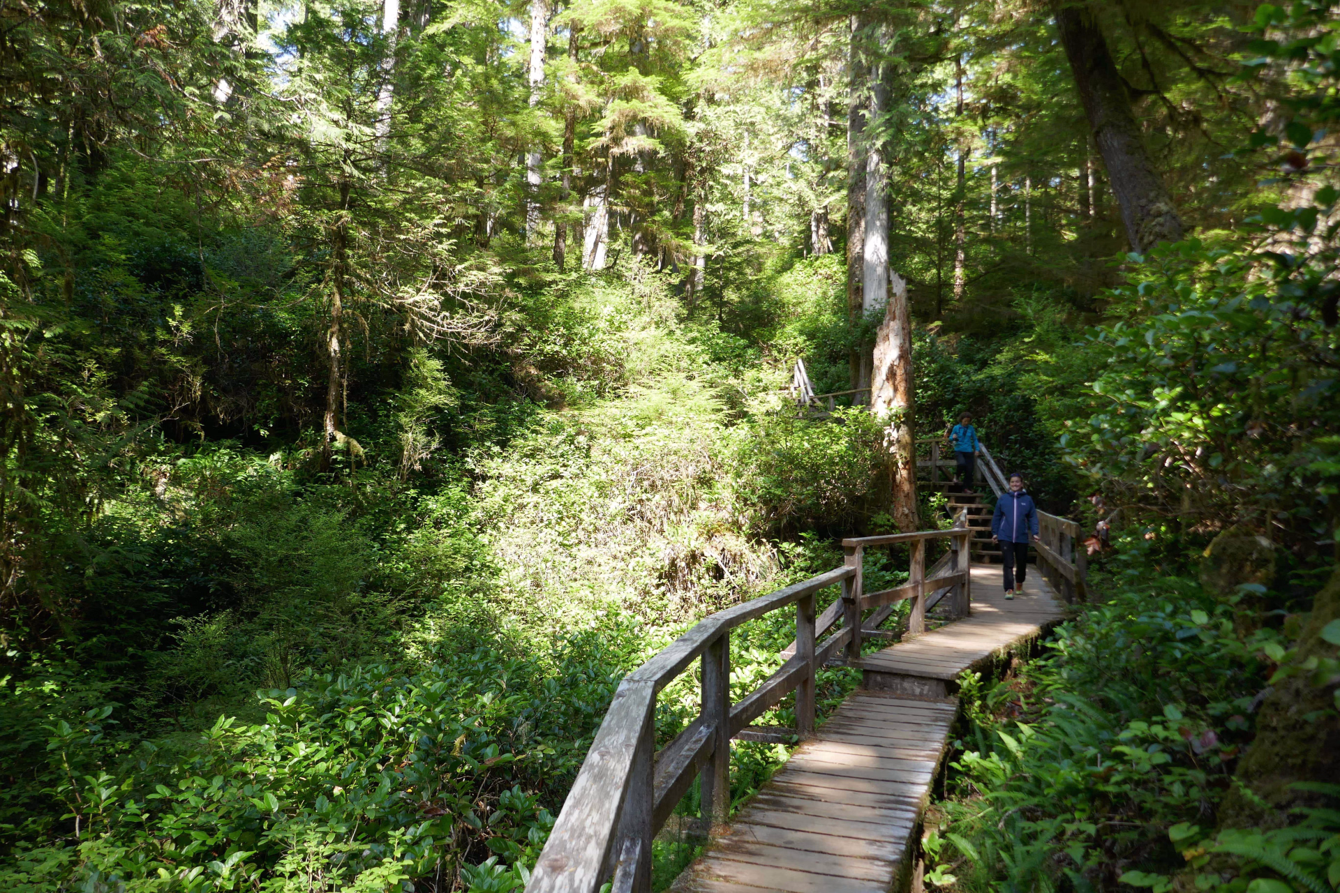Randonnée dans la forêt pluviale de l'île de Vancouver