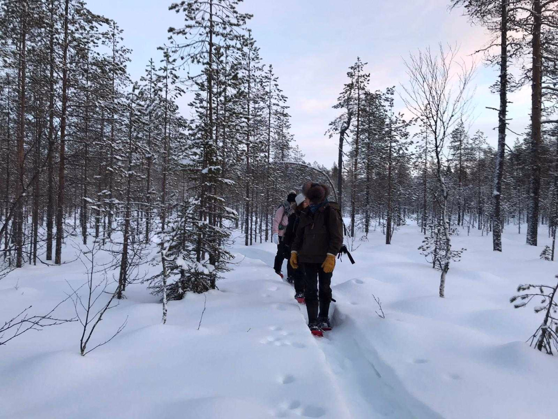 Randonnée dans la taiga finlandaise