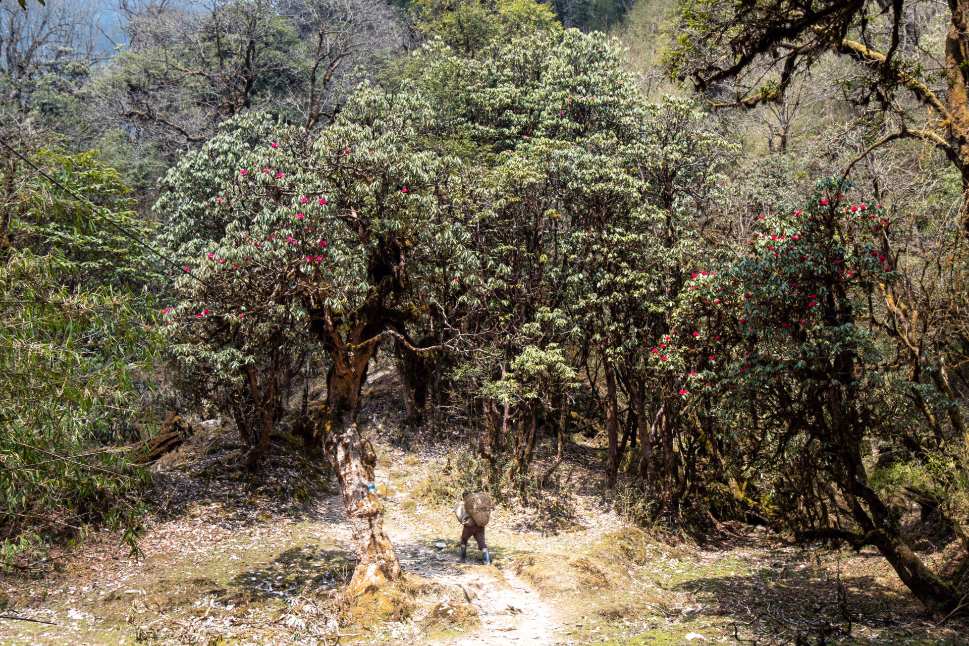 Vallée de Katmandou et balcons des Annapurnas