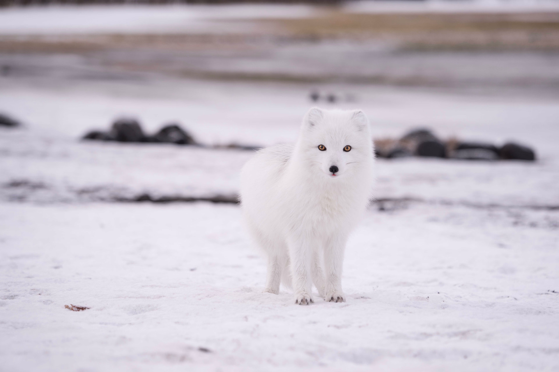 Expédition hivernale en Arctique en itinérance et autonomie