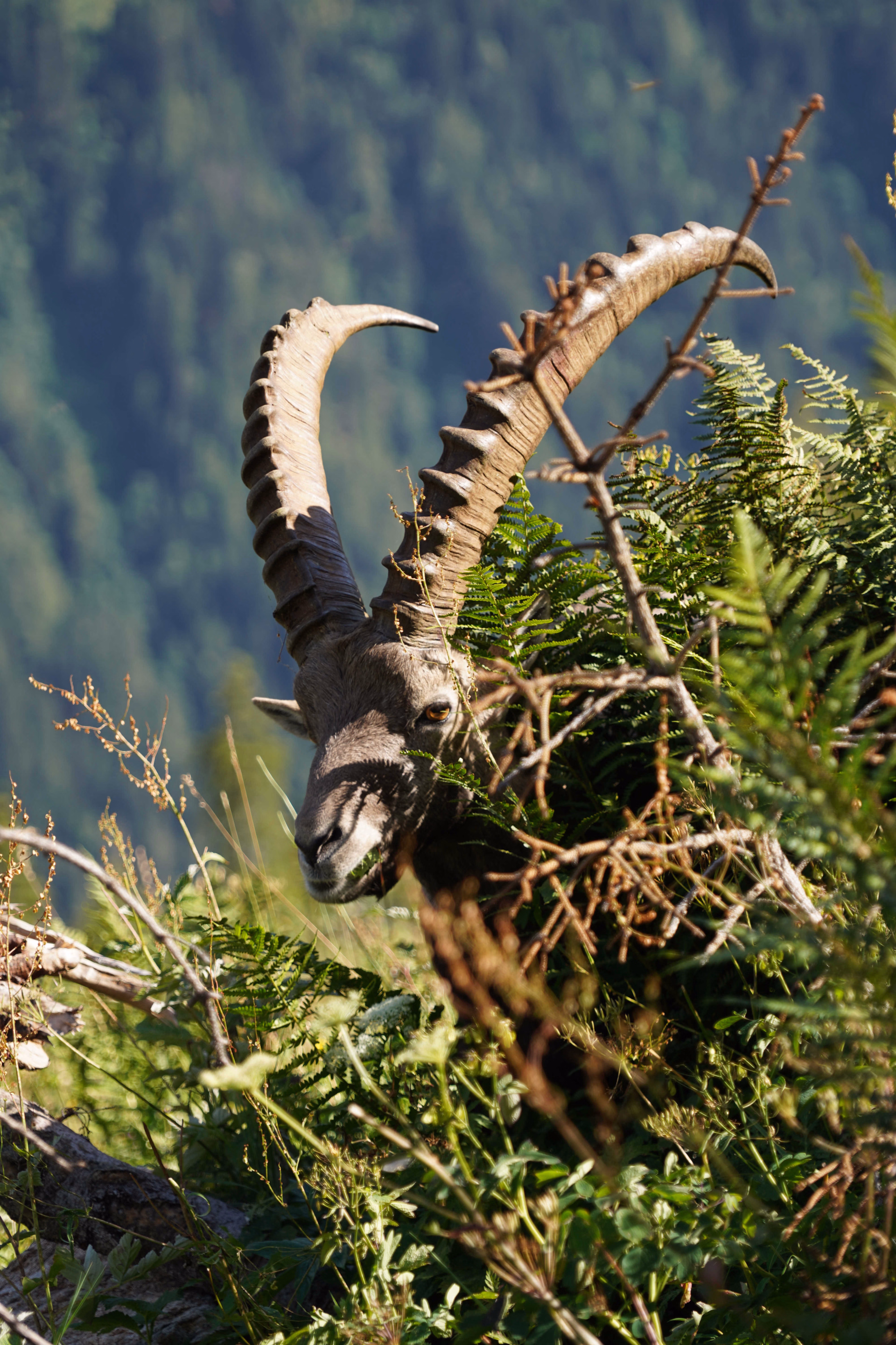 Rencontre avec la faune sauvage en randonnée