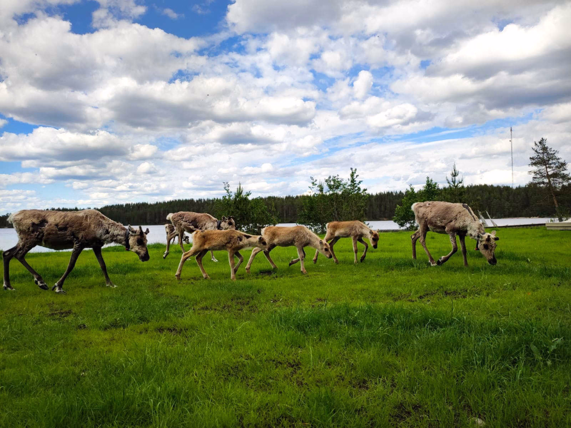 Rennes en Laponie l'été, Finlande