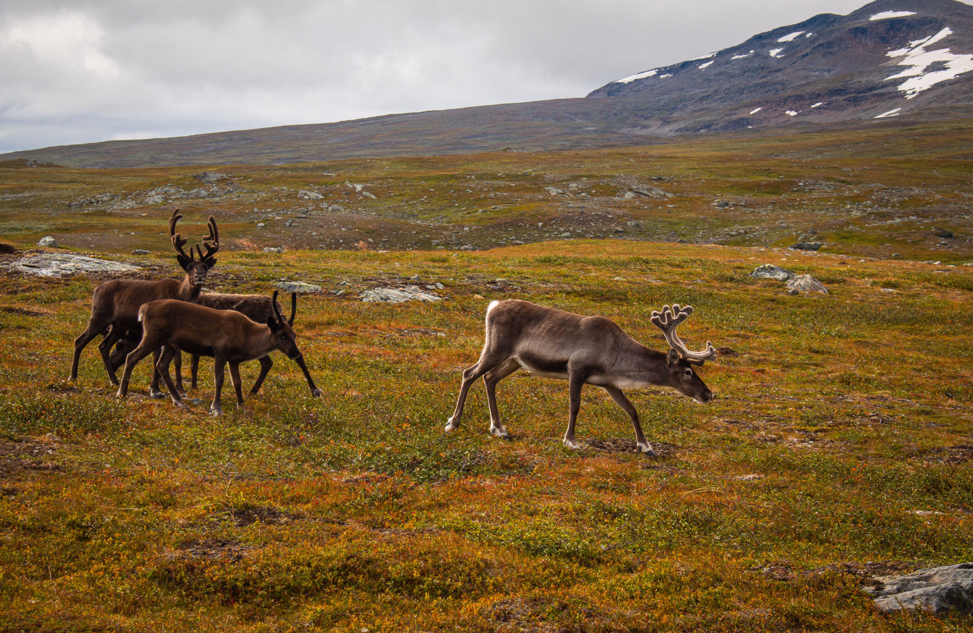 Rennes en Suède dans la toundra de la Kungsleden