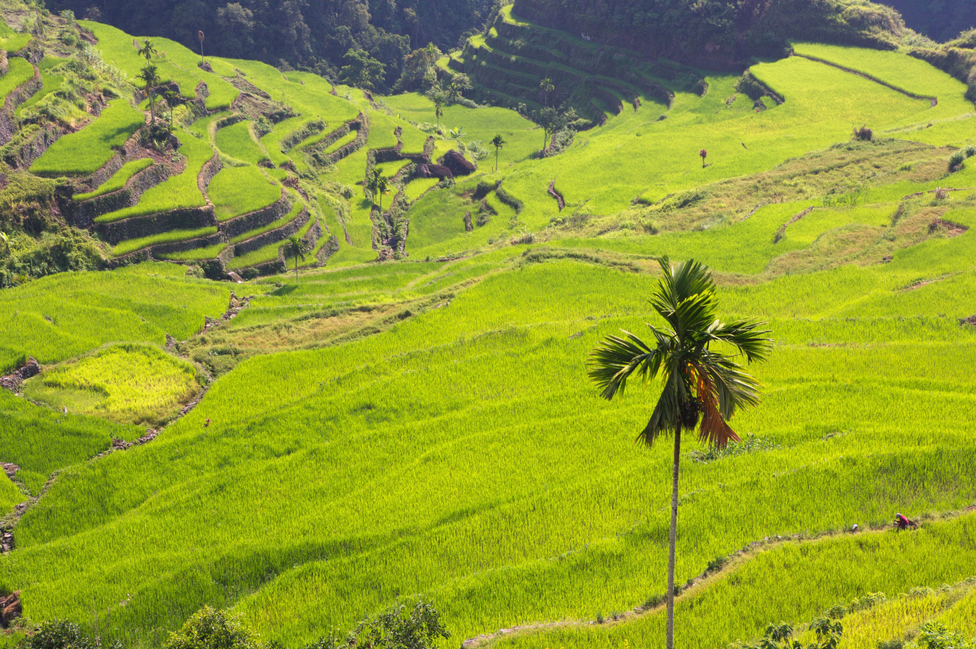 Des montagnes de Luzon aux plages de Palawan