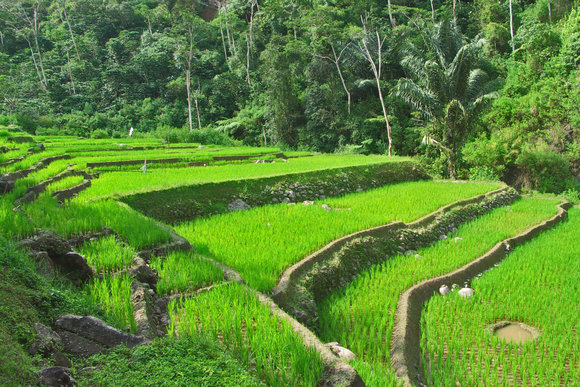 Rizières à Bali, Indonésie