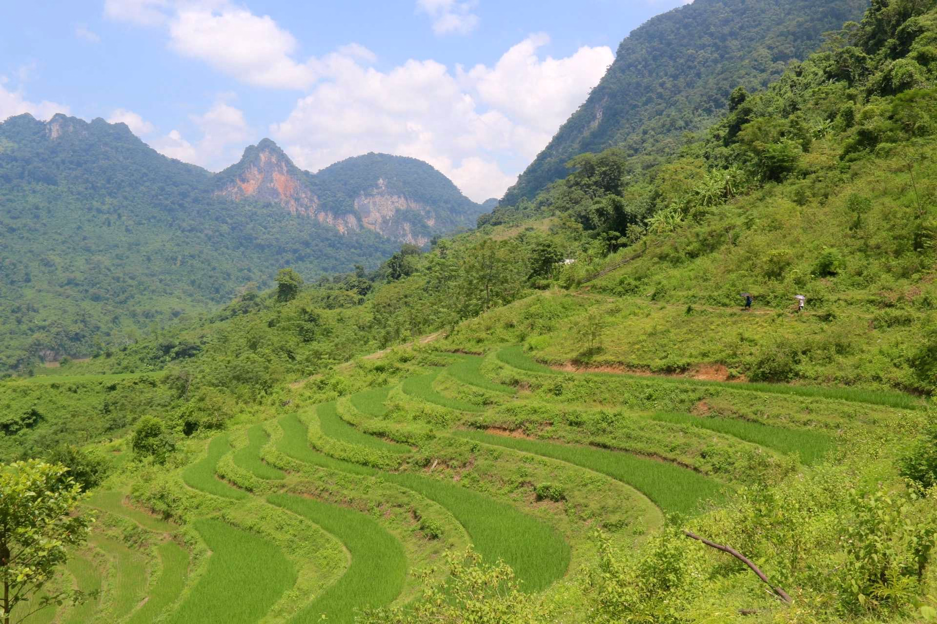 Rizières du nord Vietnam