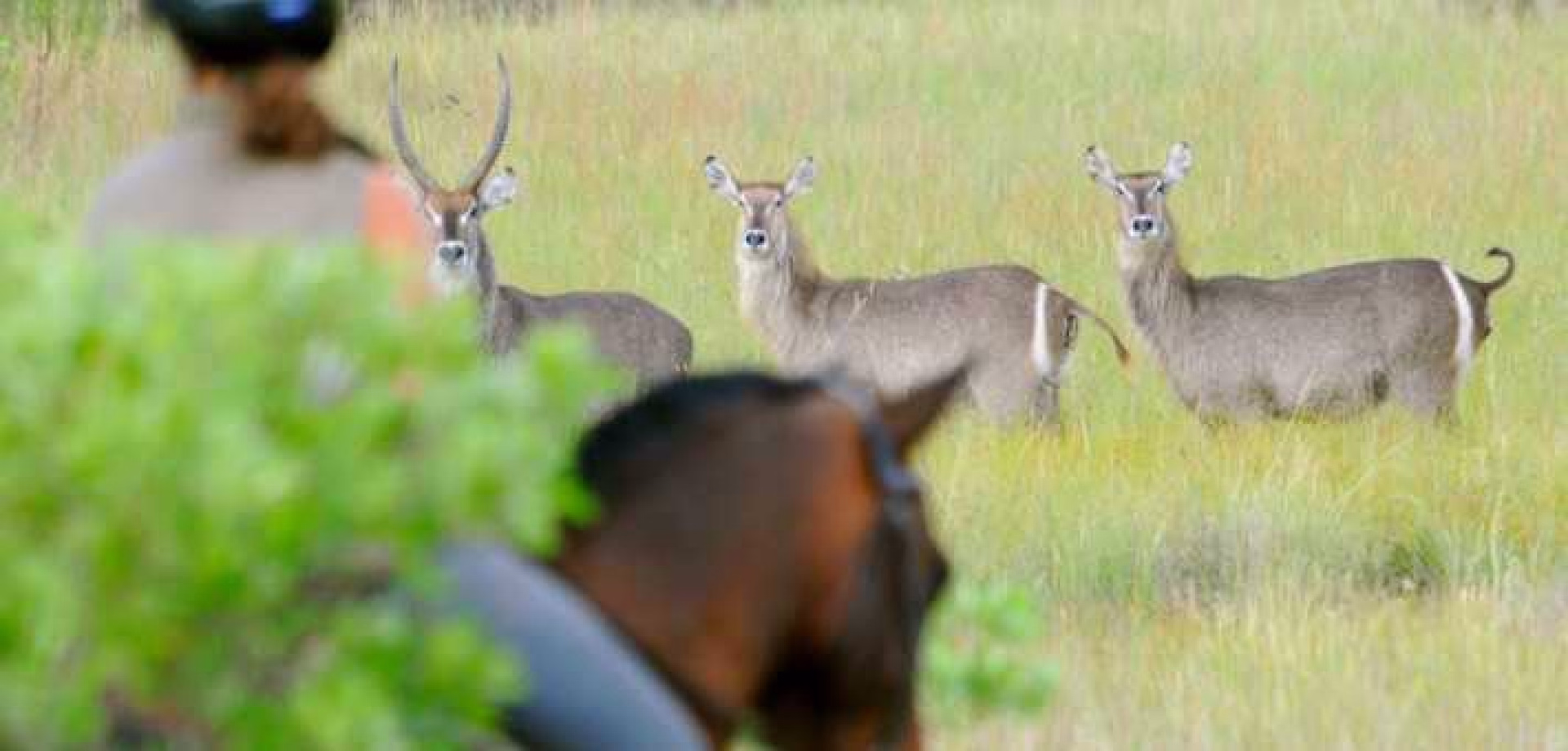 Safari_afrique-du-sud_bostwana