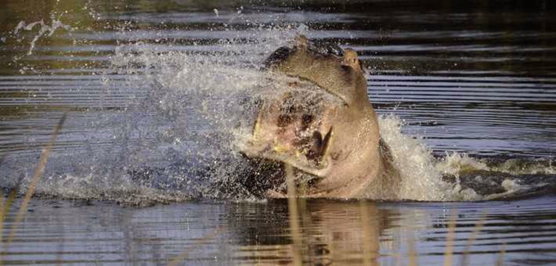 Safari_afrique-du-sud_bostwana