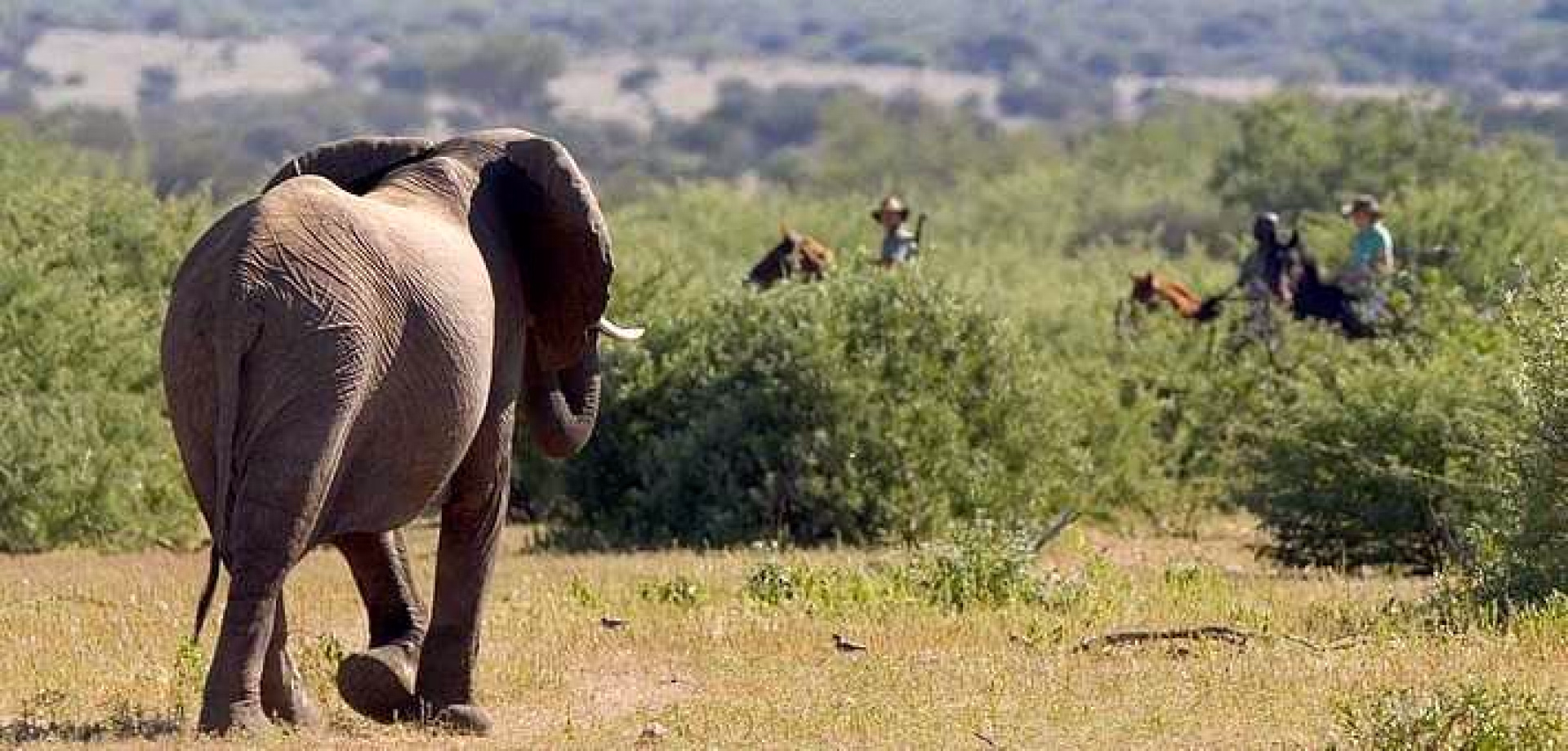 Safari_afrique-du-sud_bostwana